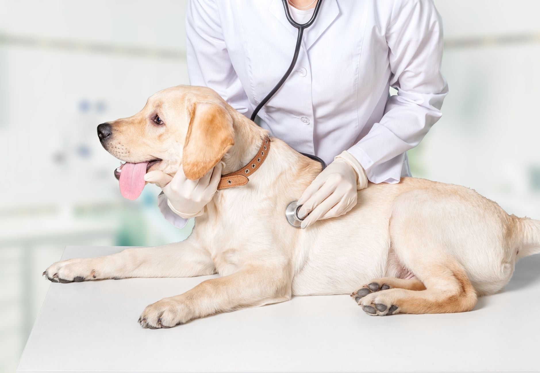 DOG DENTAL DISEASE