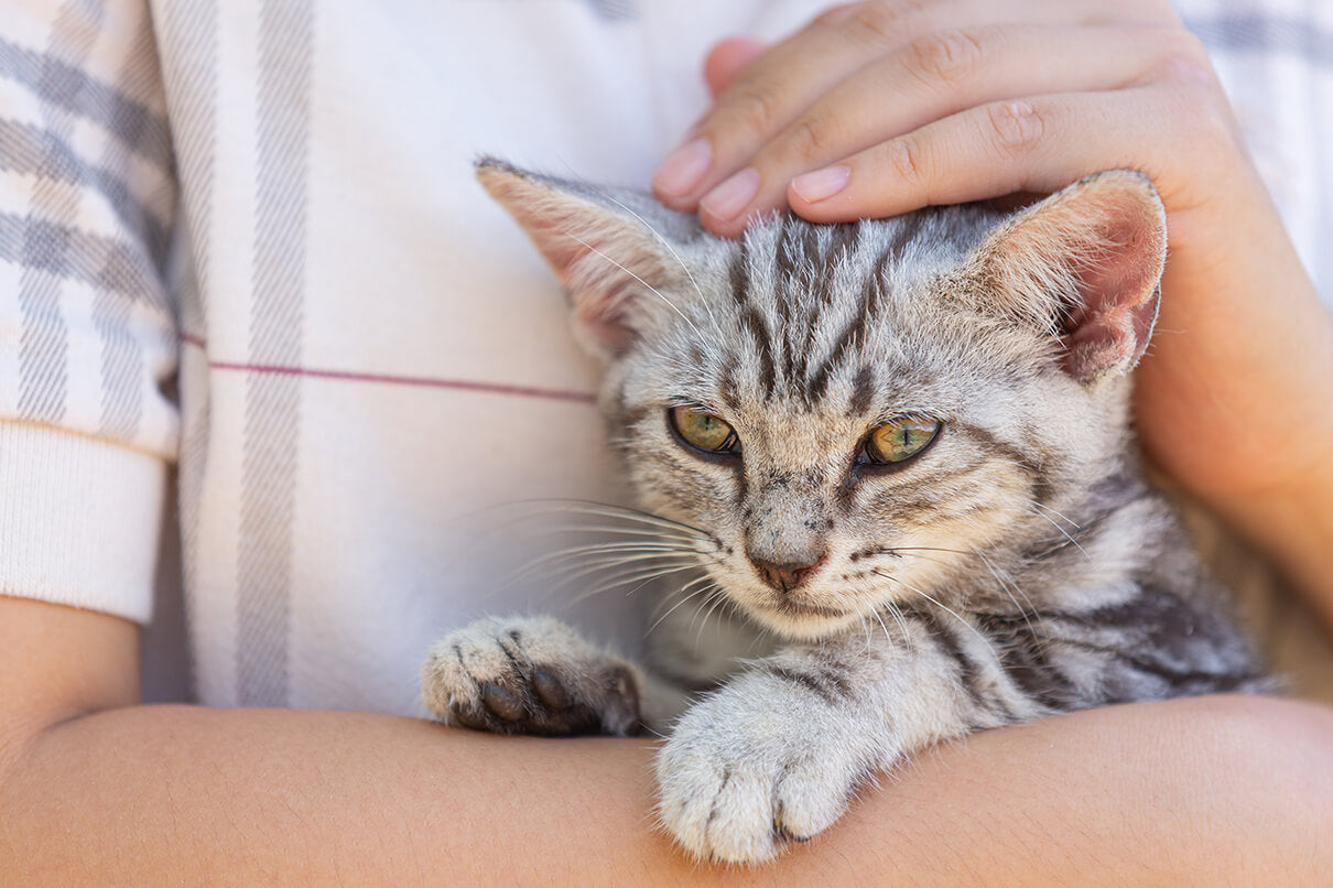 cat itchy skin