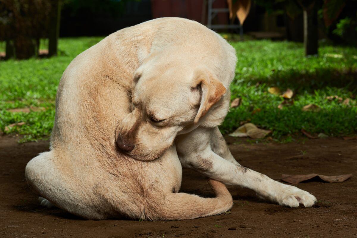 Banish Dog Allergies: Tailored Dog Diets for Soft, Healthy Itch-Free Skin