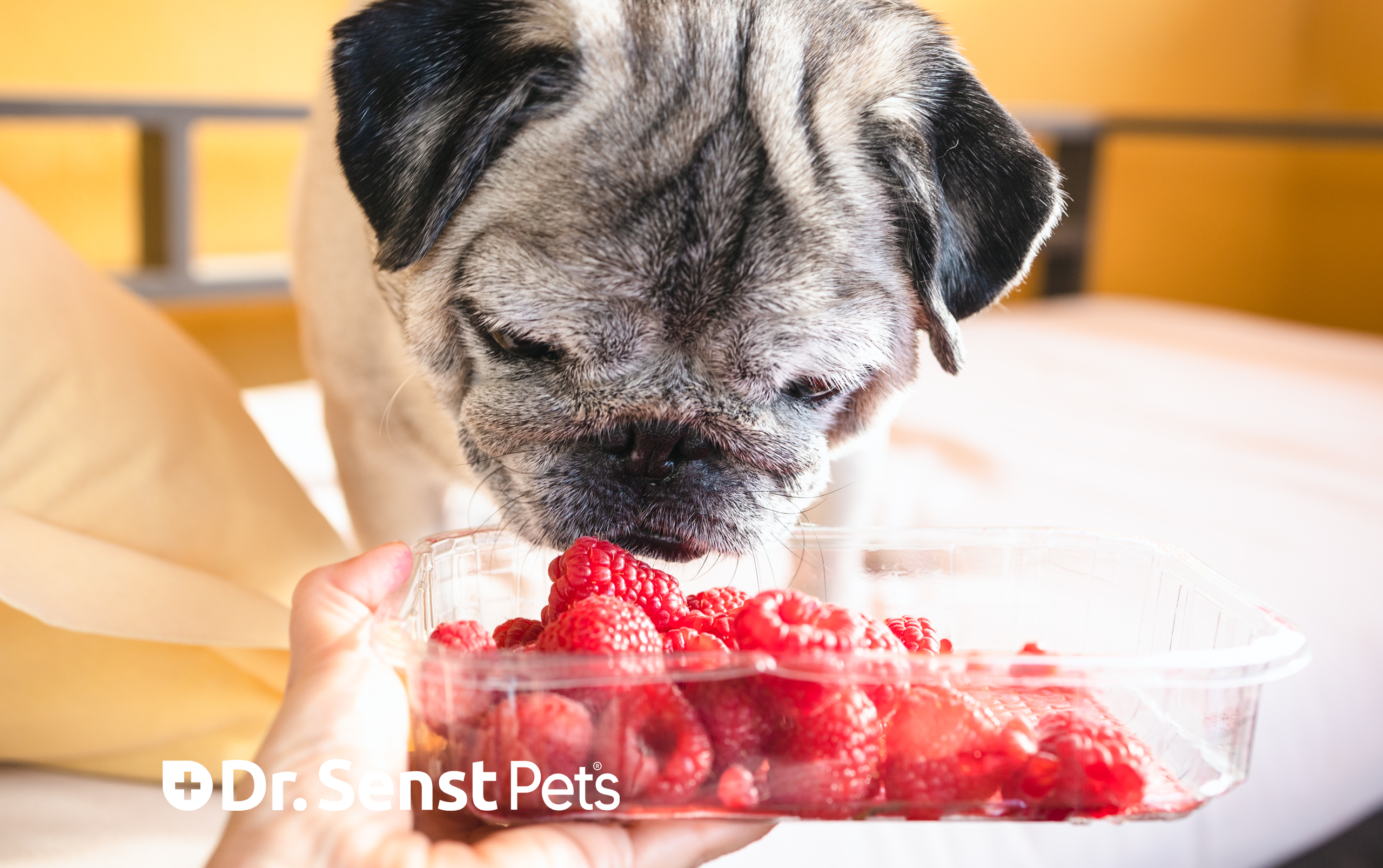 can dogs eat raspberries