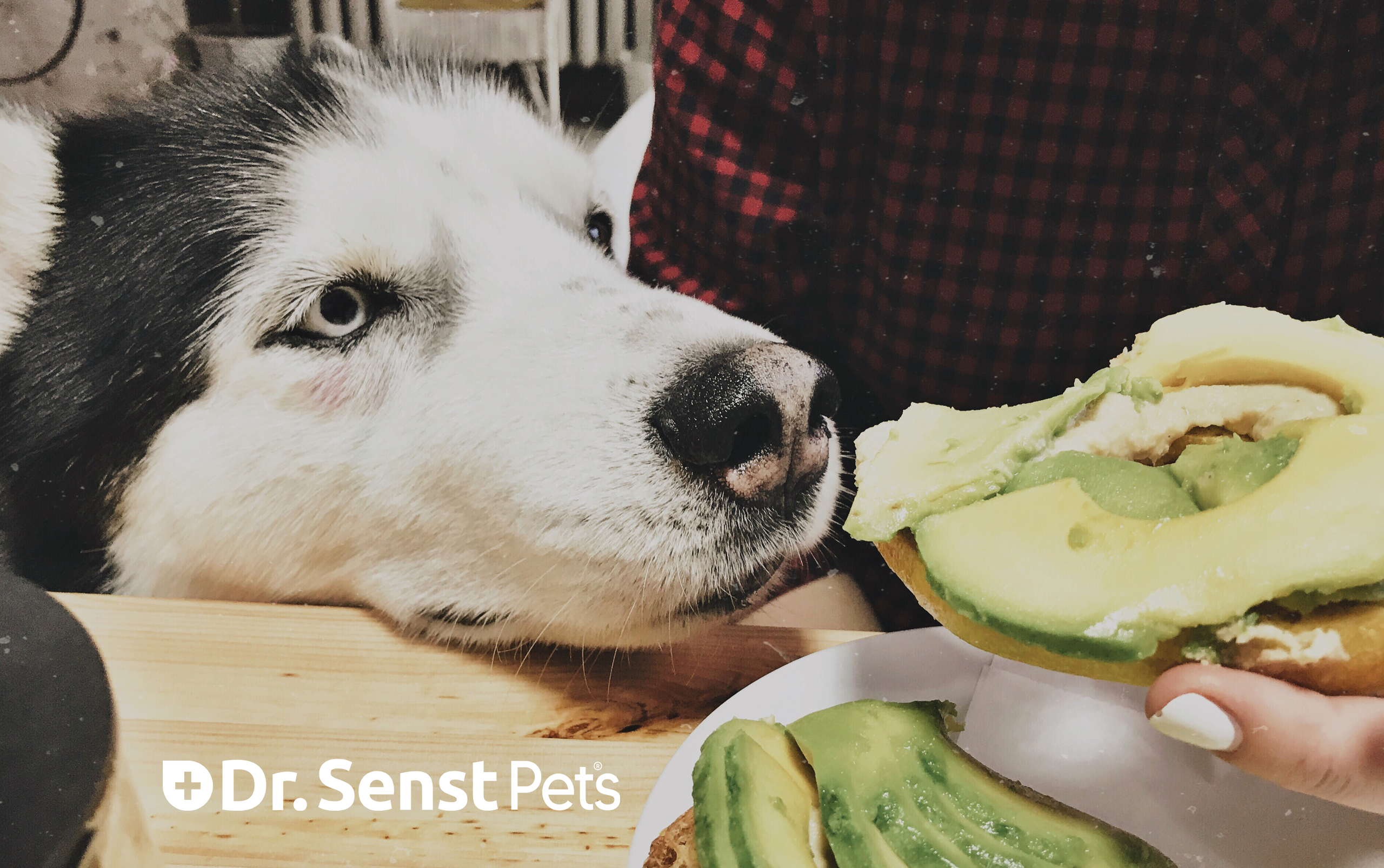 can dogs eat avocado