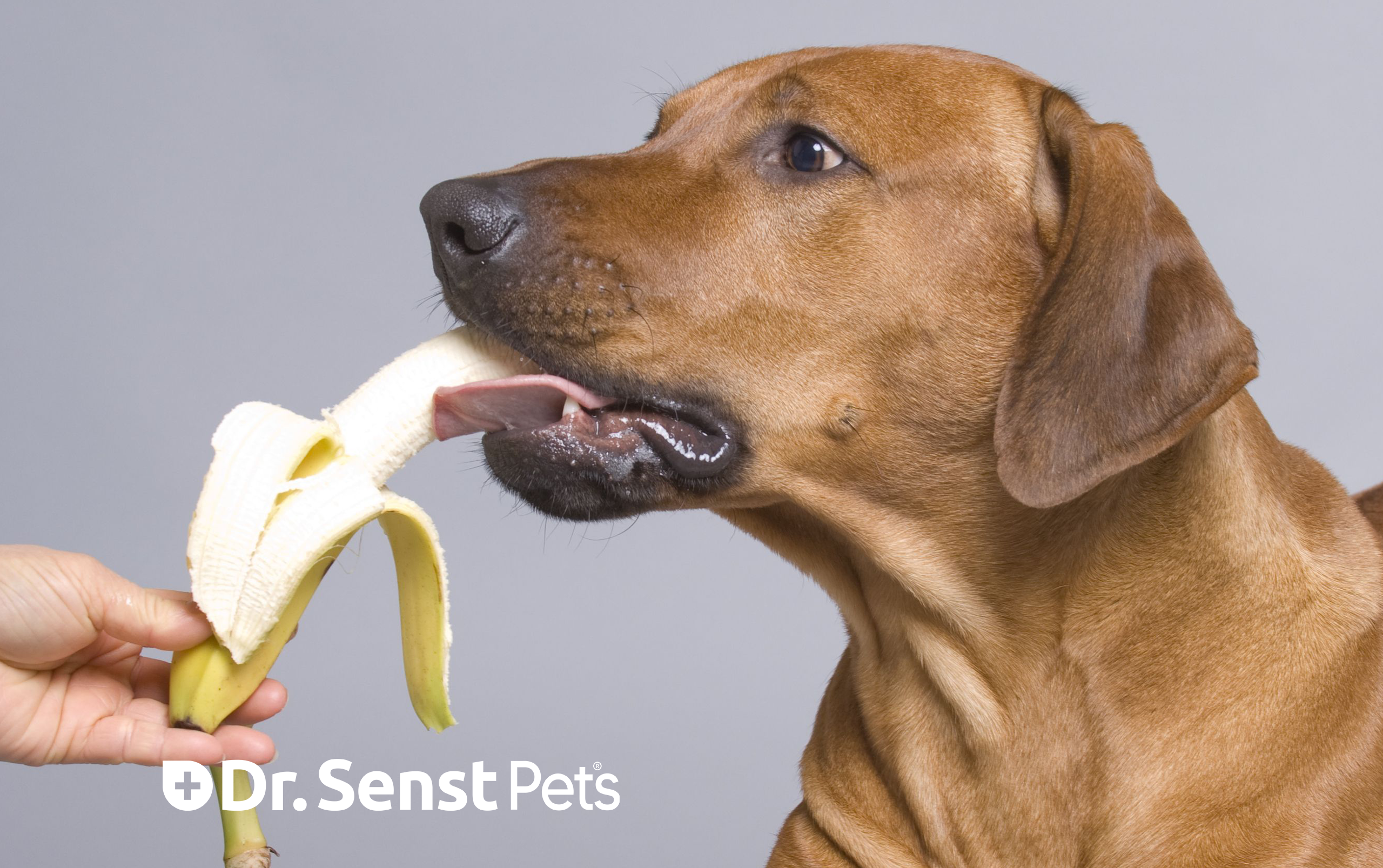 CAN DOGS EAT BANANA