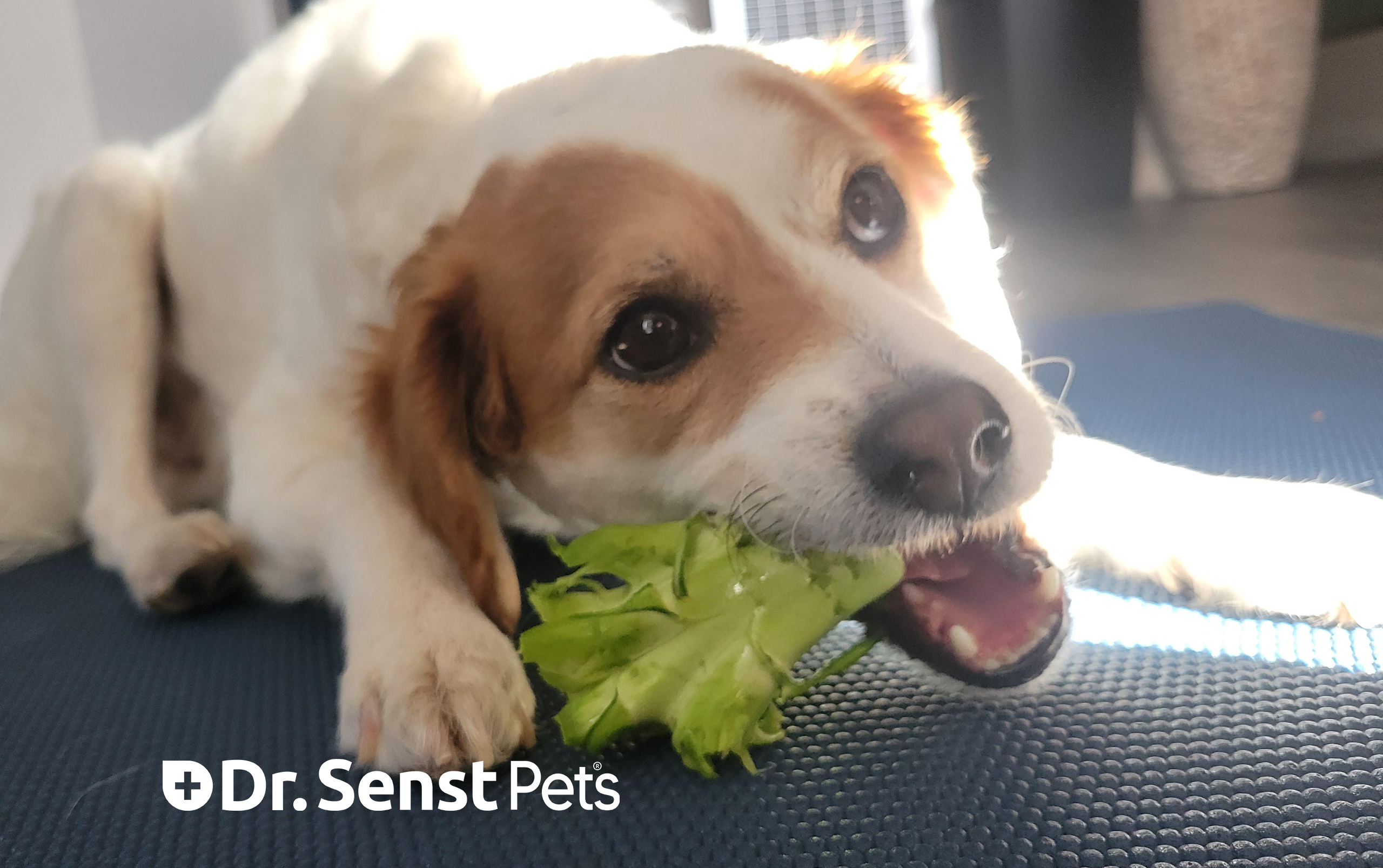 Can Dogs Eat Raw Broccoli? A Guide to Safe Feeding