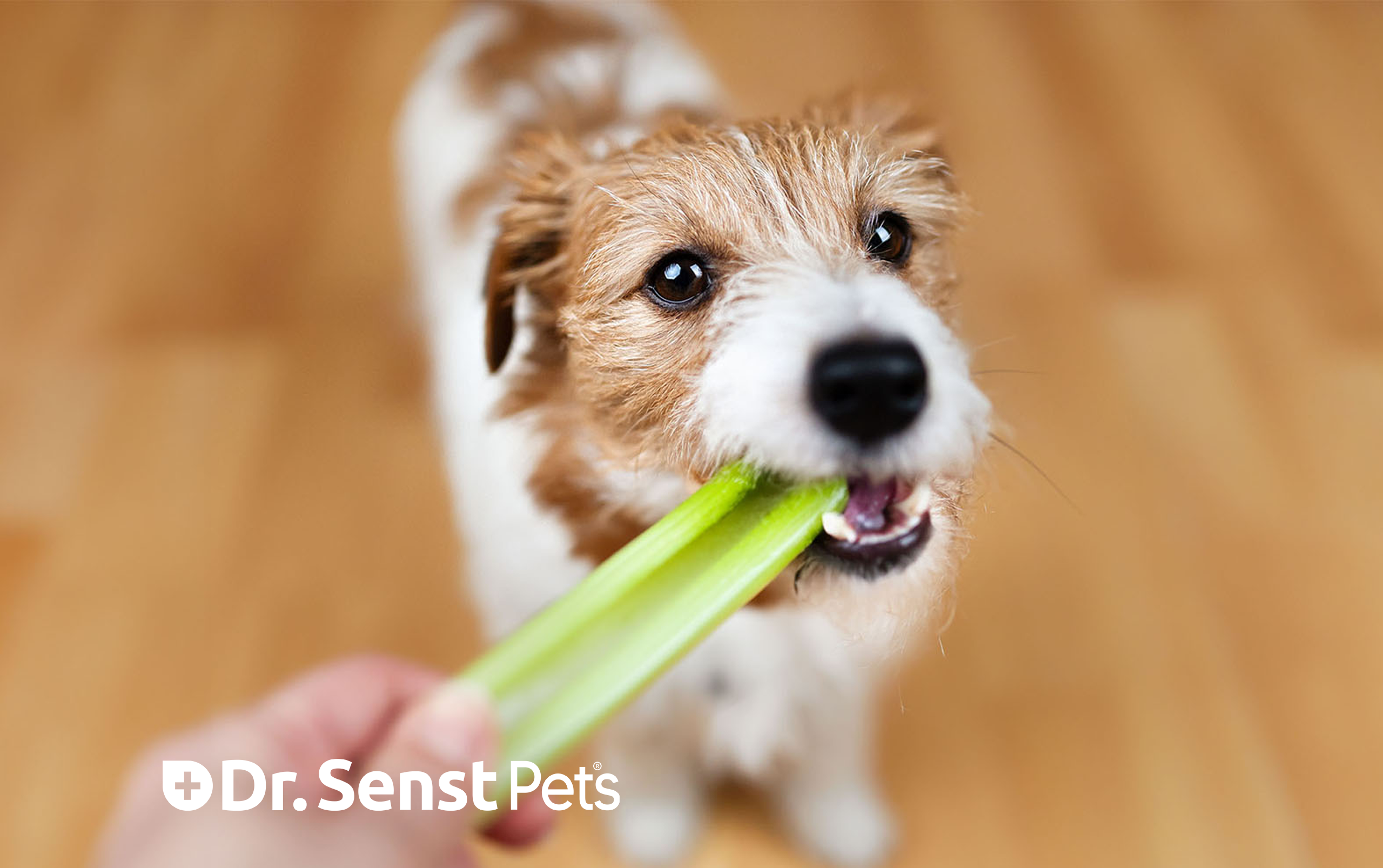 can dogs eat celery