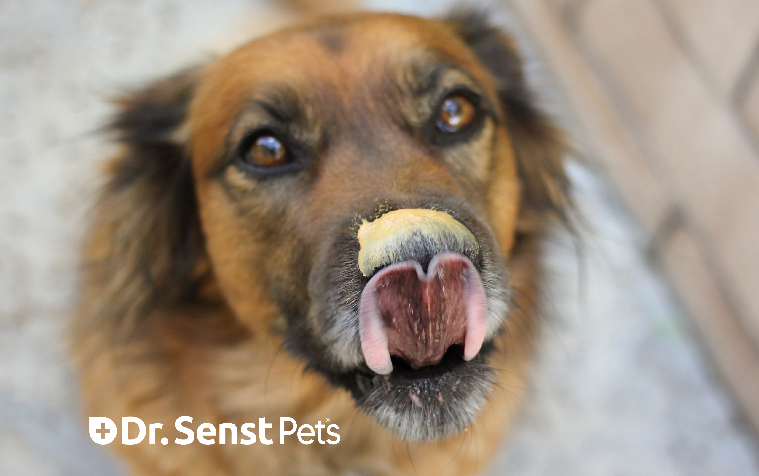 Can Dogs Eat Peanut Butter? A Complete Guide for Pet Owners