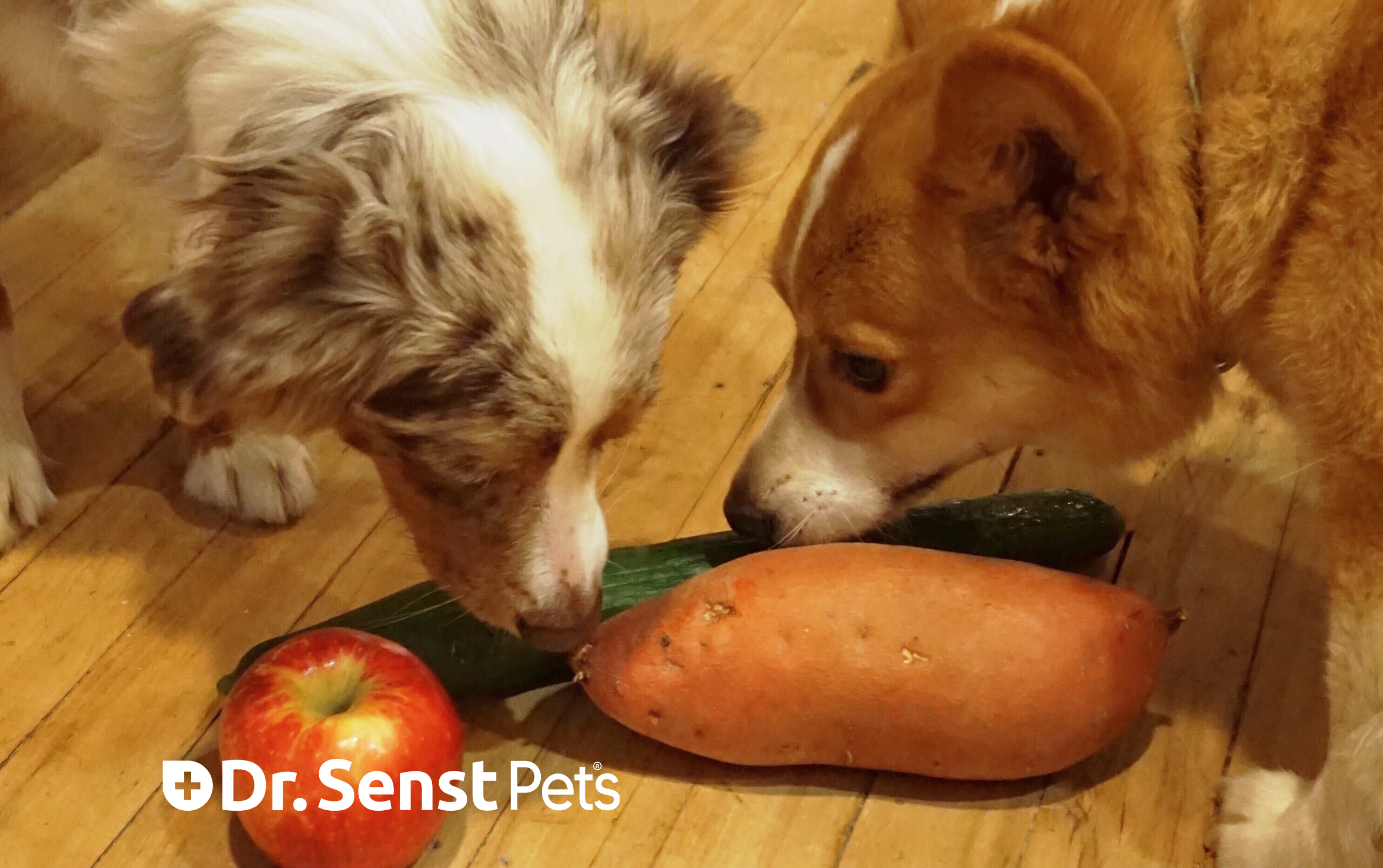 Can Dogs Eat Sweet Potatoes