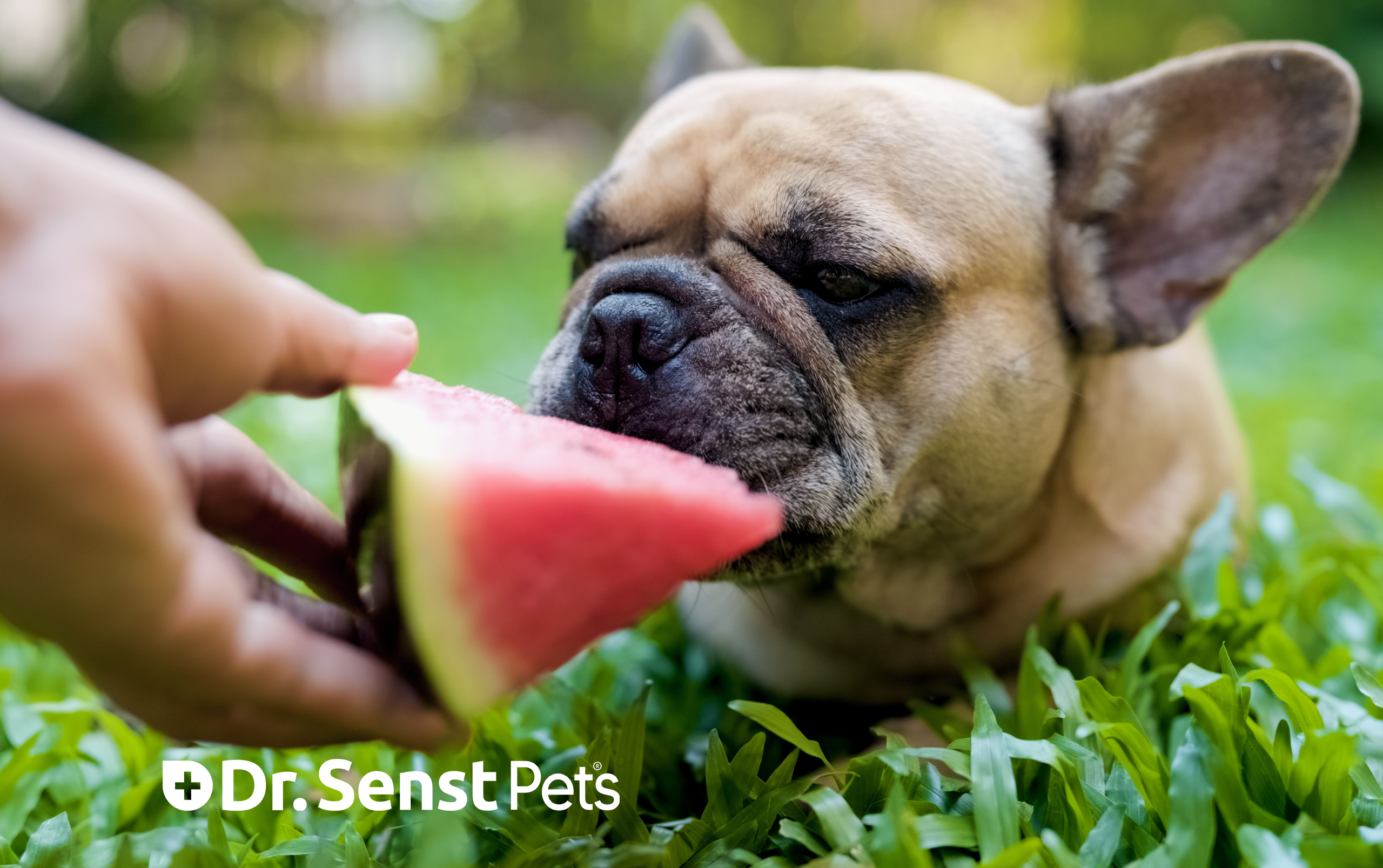 Can Dogs Have Watermelon