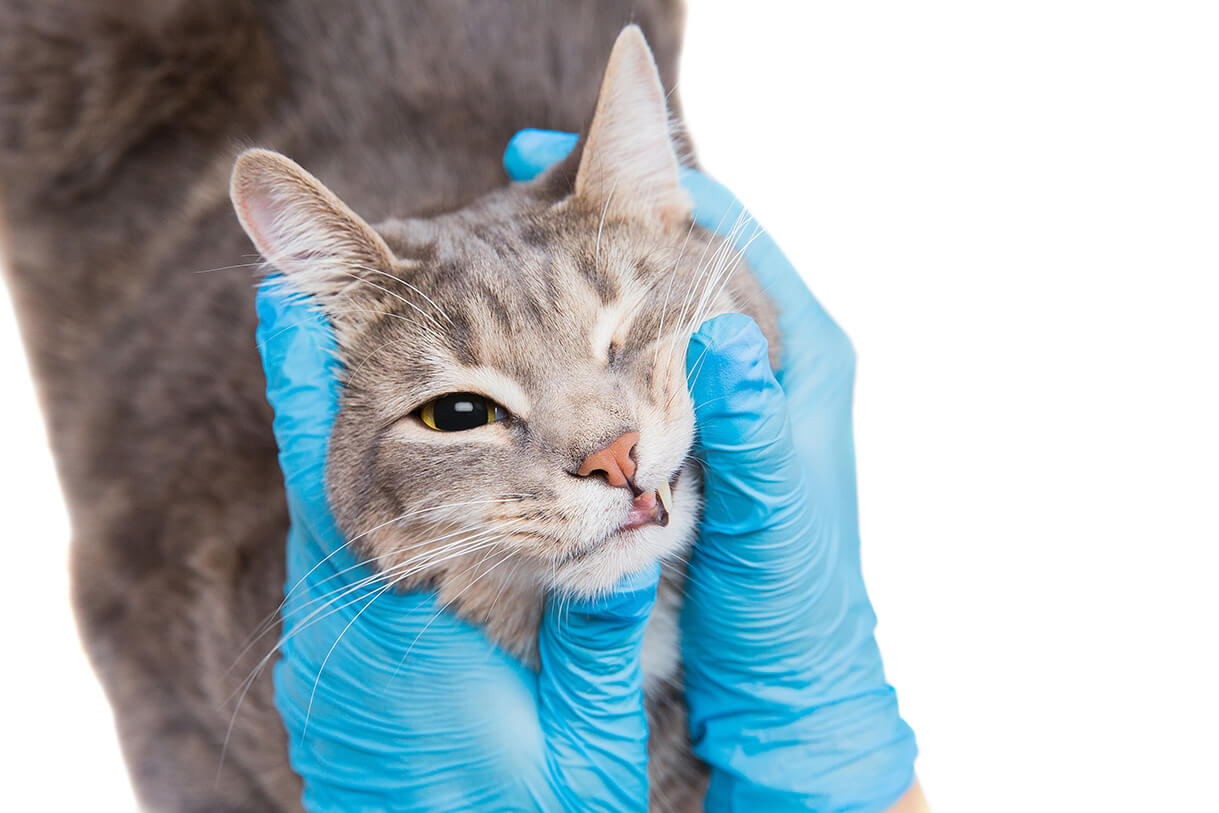 cat eye cleaning