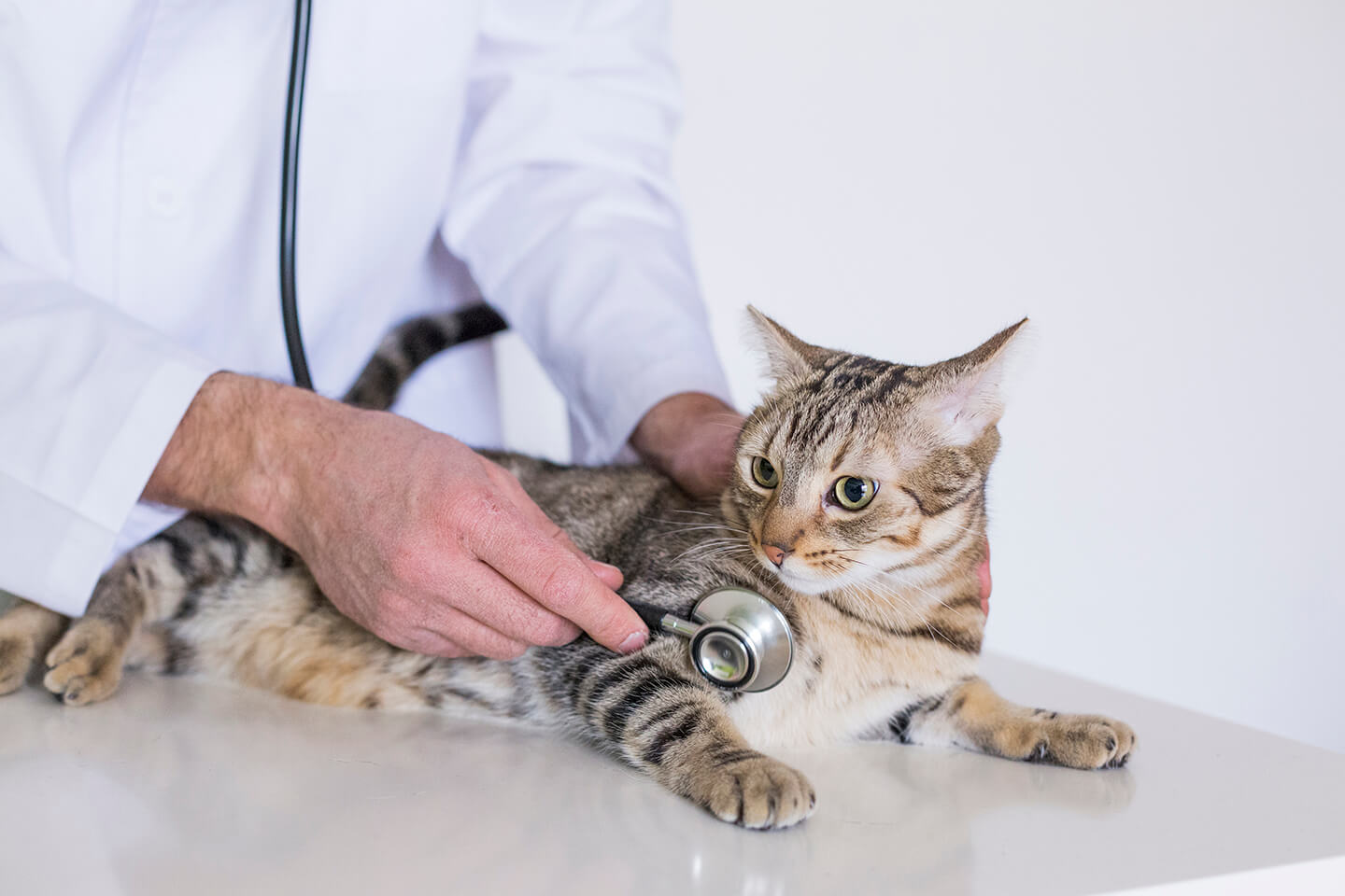 cat kidney disease