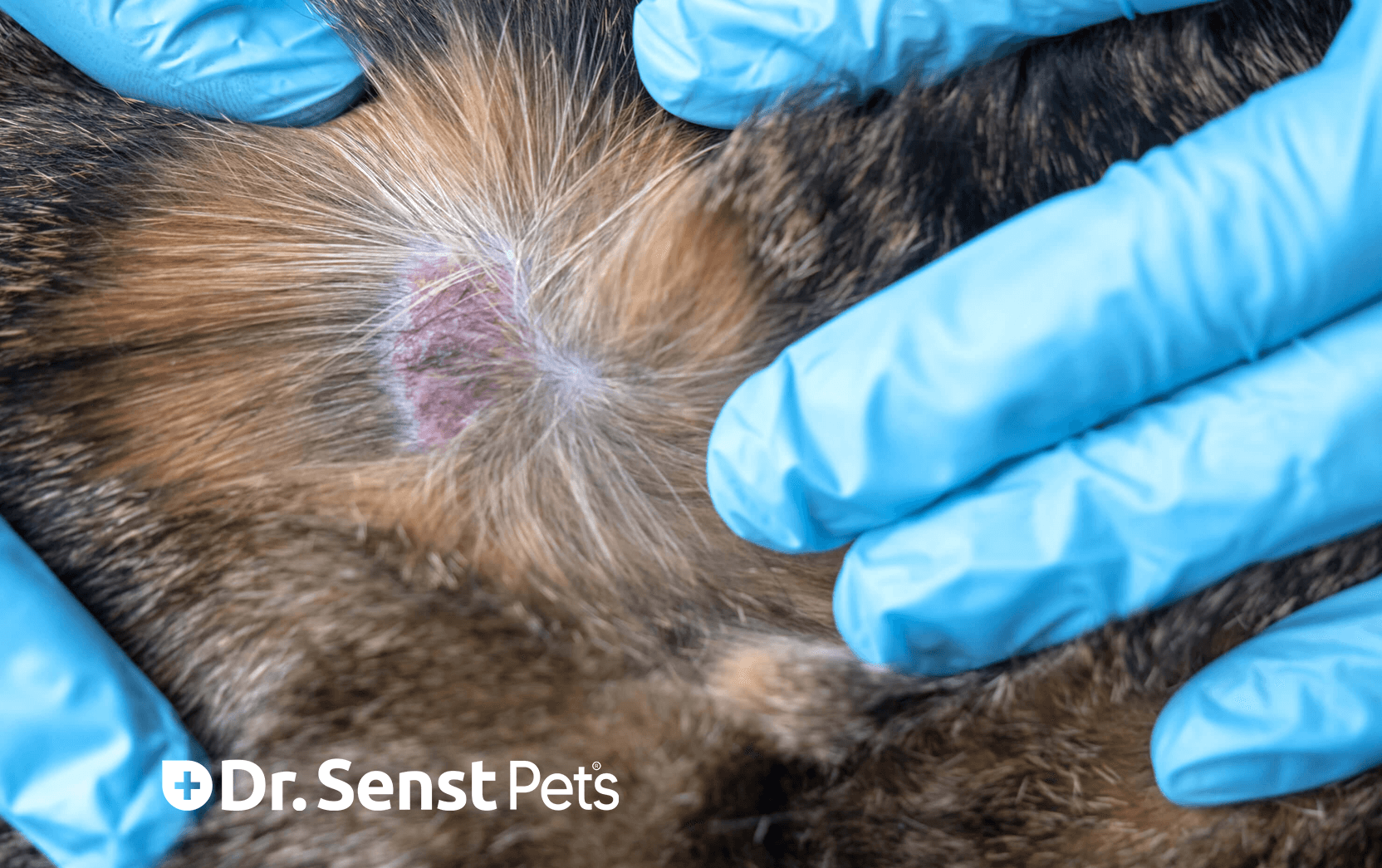 cat skin allergies