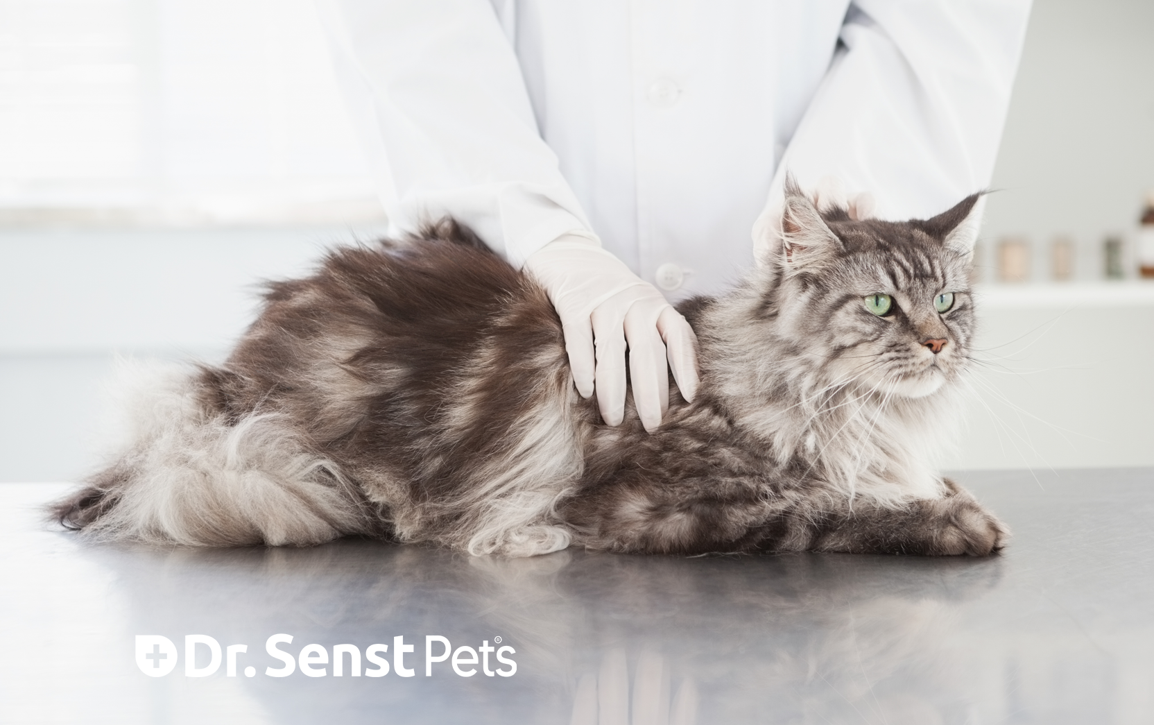 Understanding Cat Flea Allergies: Symptoms and Solutions