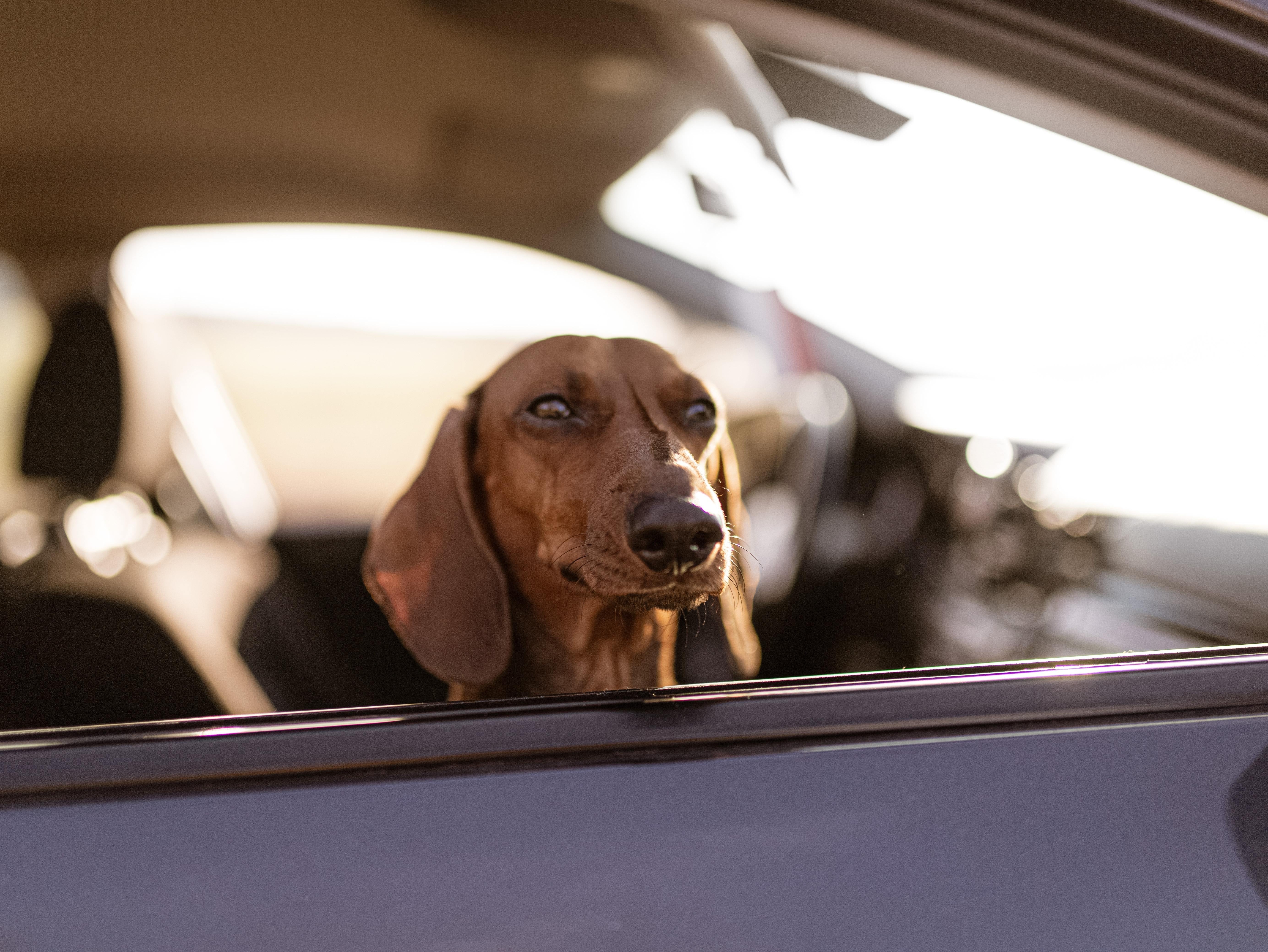 Stress-Free Adventures: How to Travel Comfortably with Your Dog