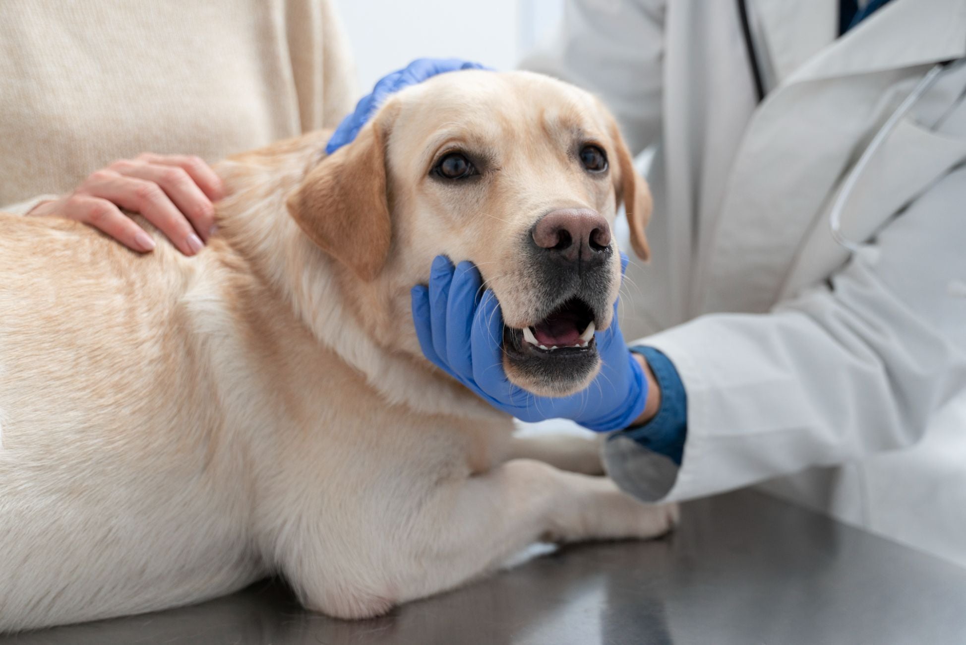 dog dental chews