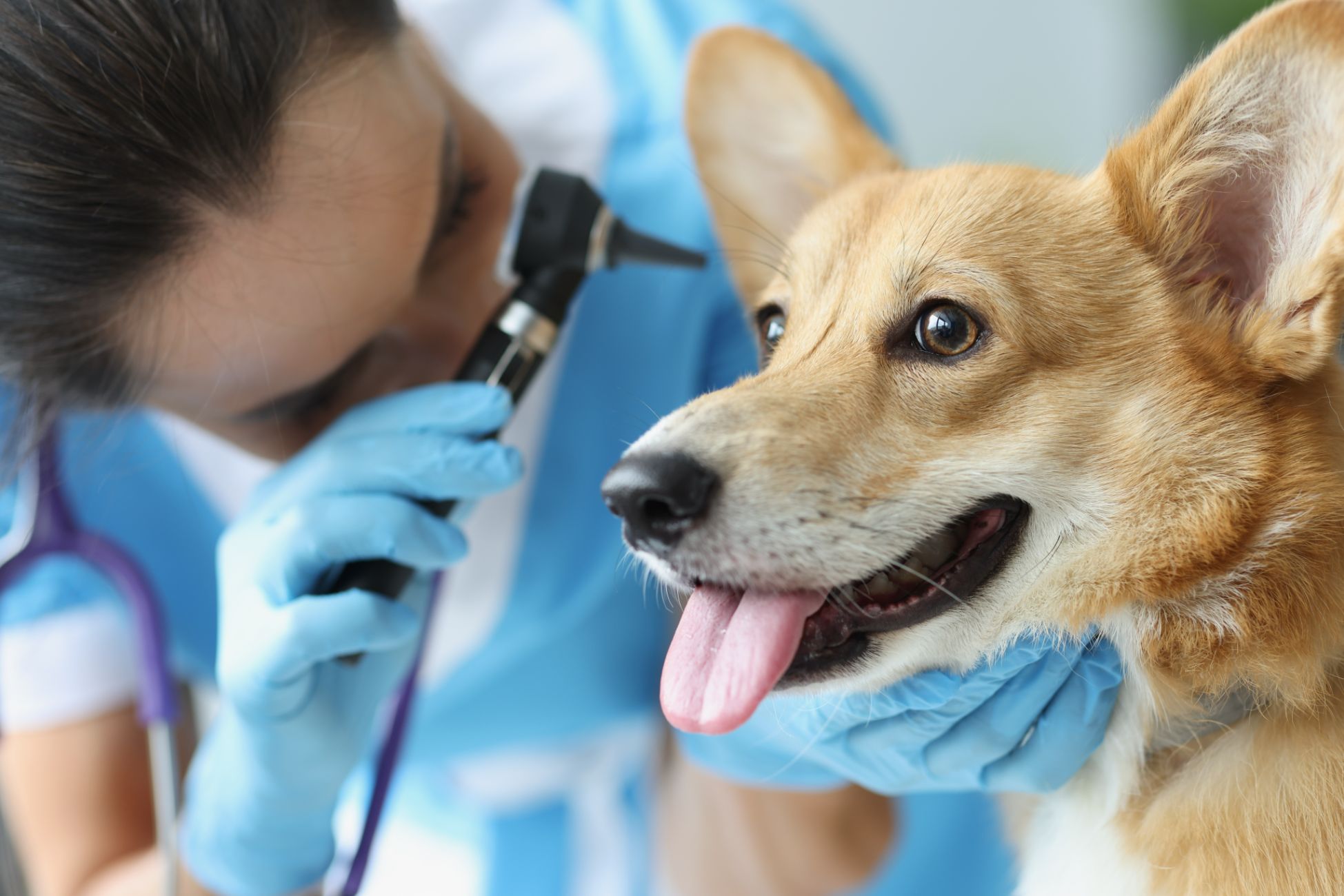 dog ear infections