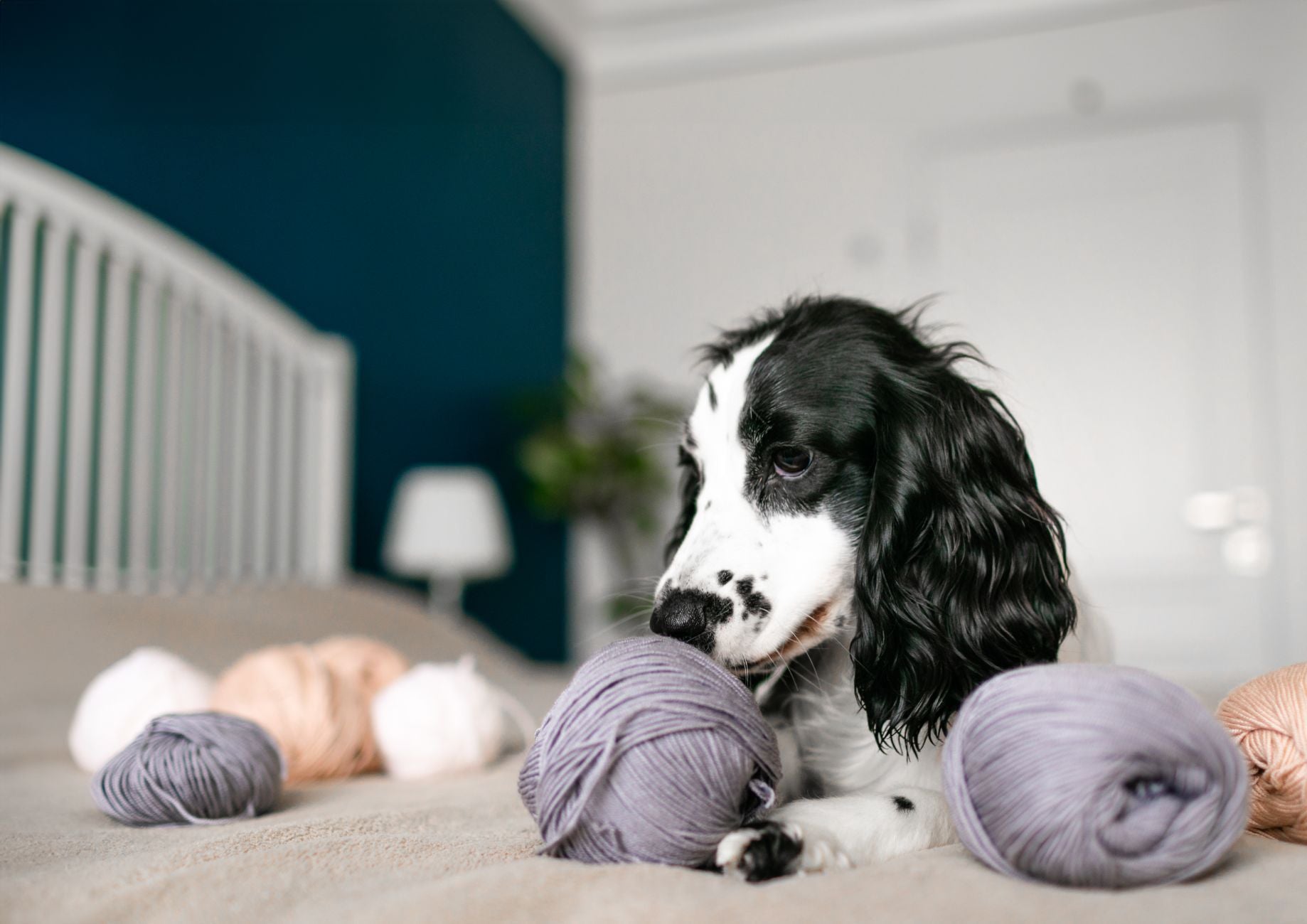 dog plaque remover