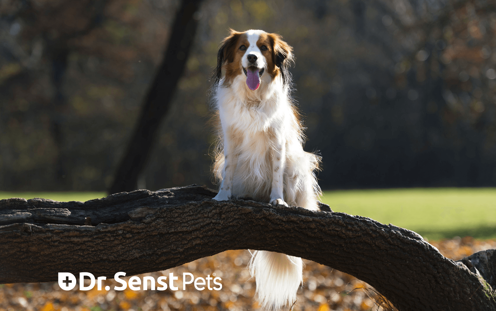 dog probiotics for gut health