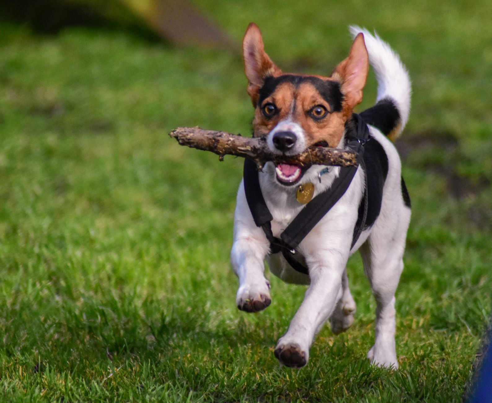 dog probiotics