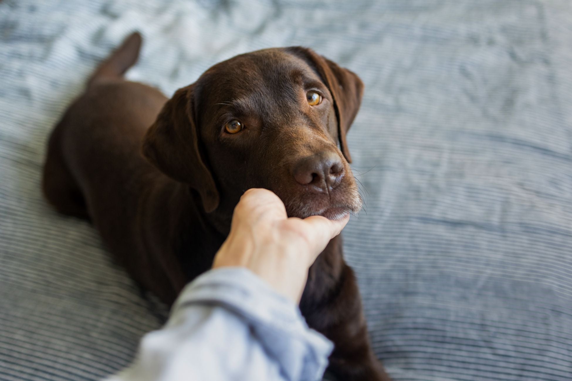 dog probiotics