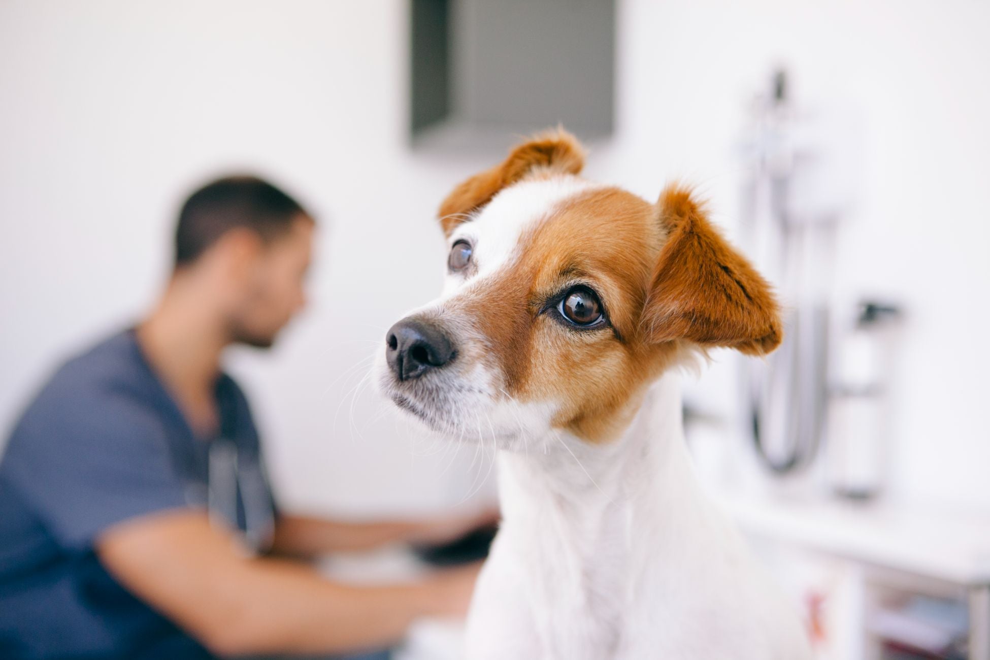 dog tooth abscess