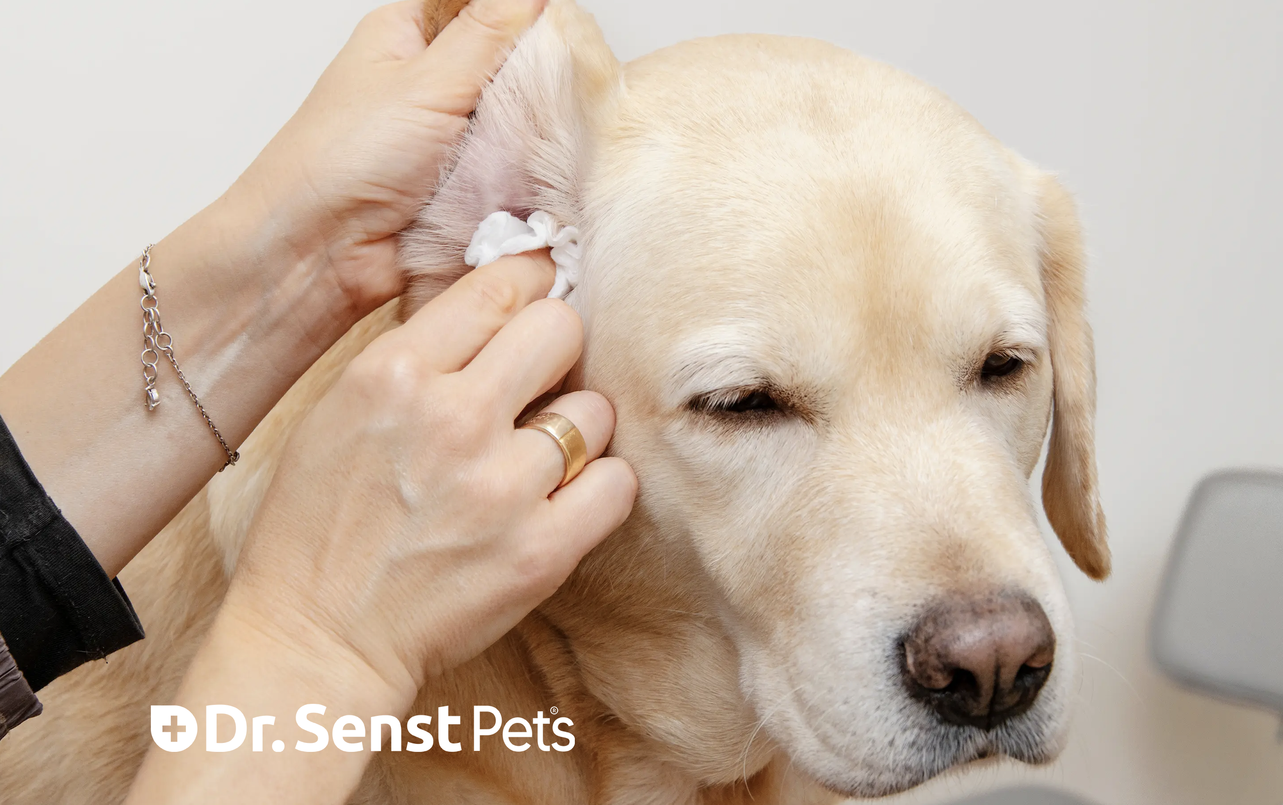 dog ear treatment relief