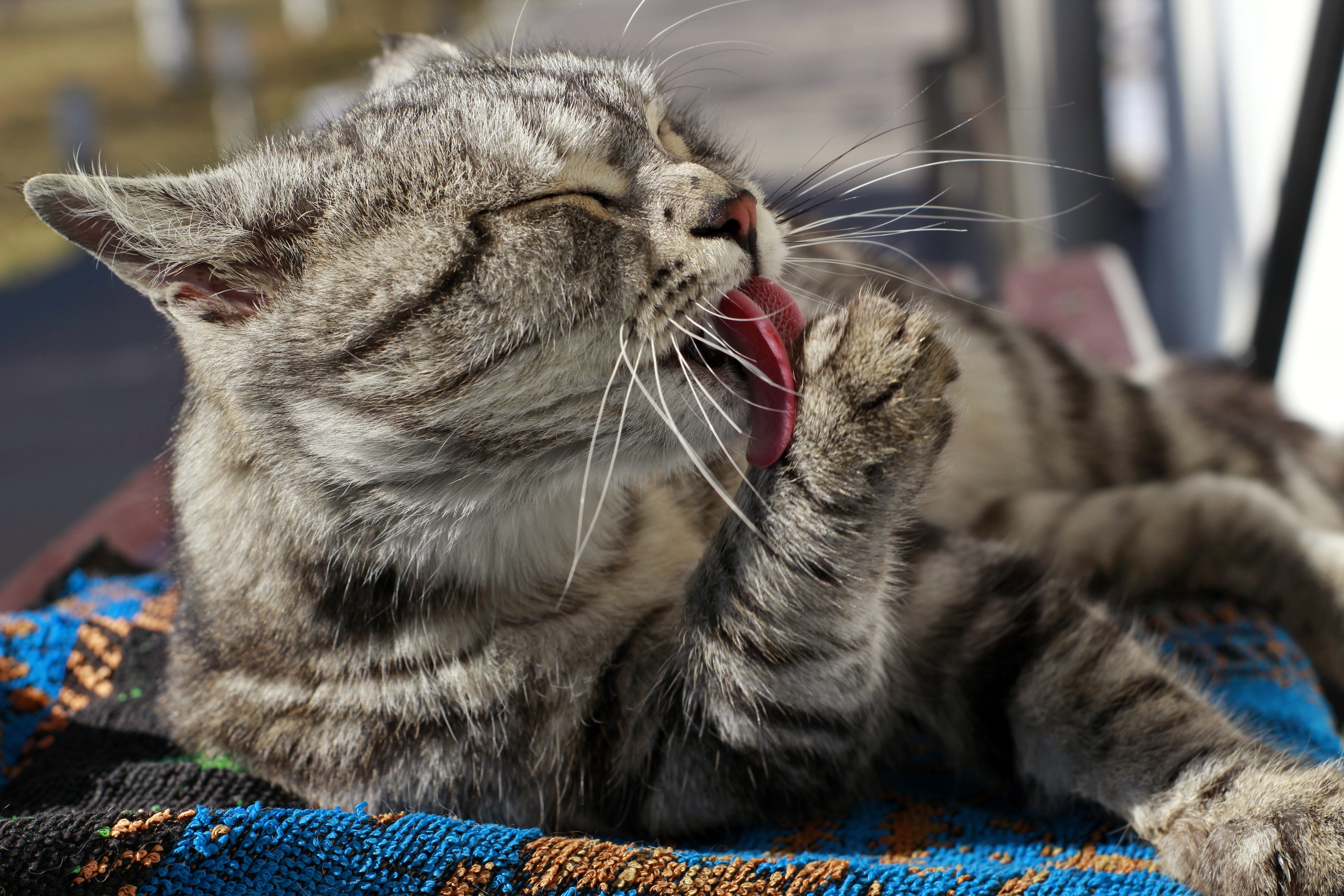 Help Your Cat Quit the Itch: Understanding The Triggers