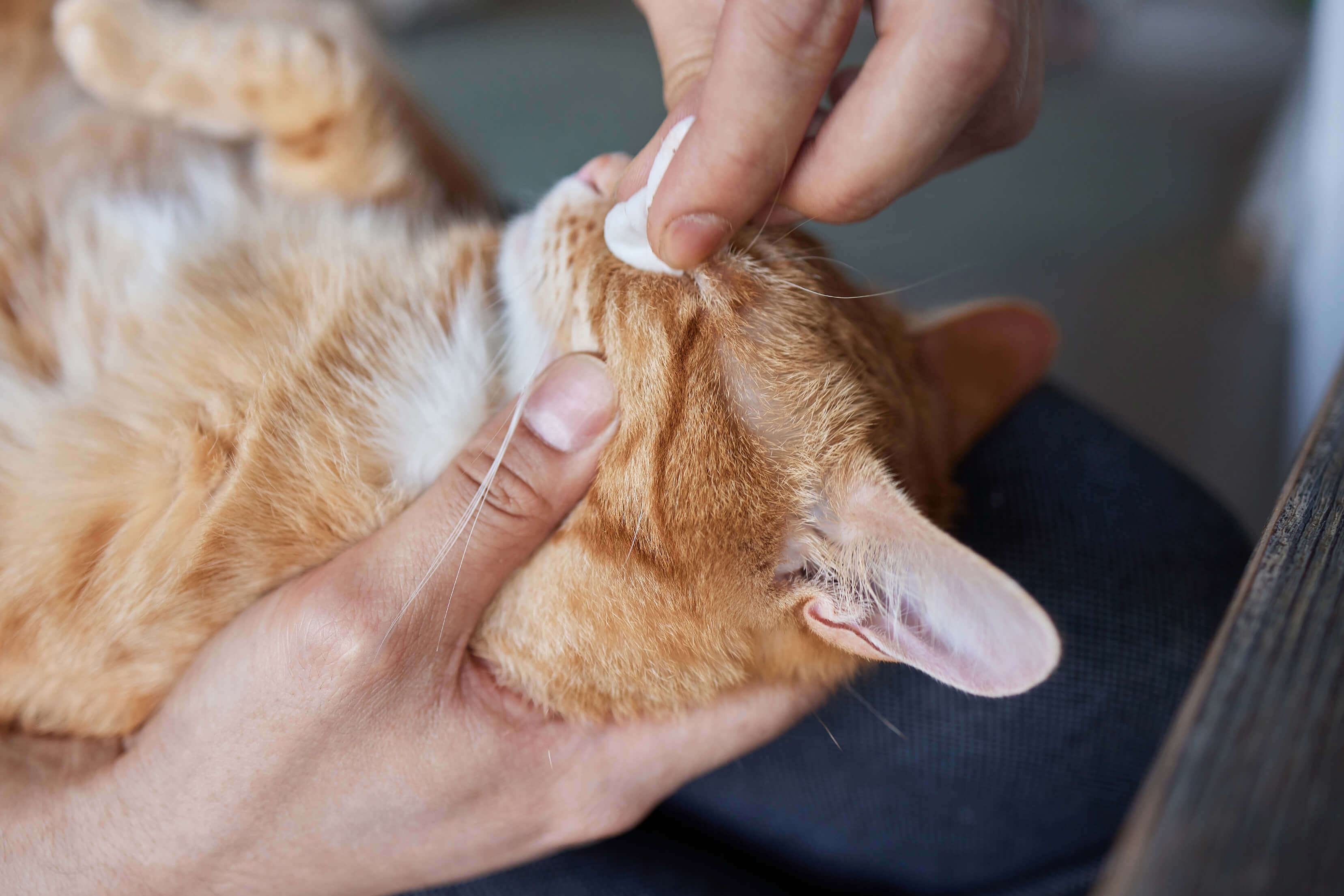 From Puffiness to Pain: How to Treat an Inflamed Cat Eye Wound