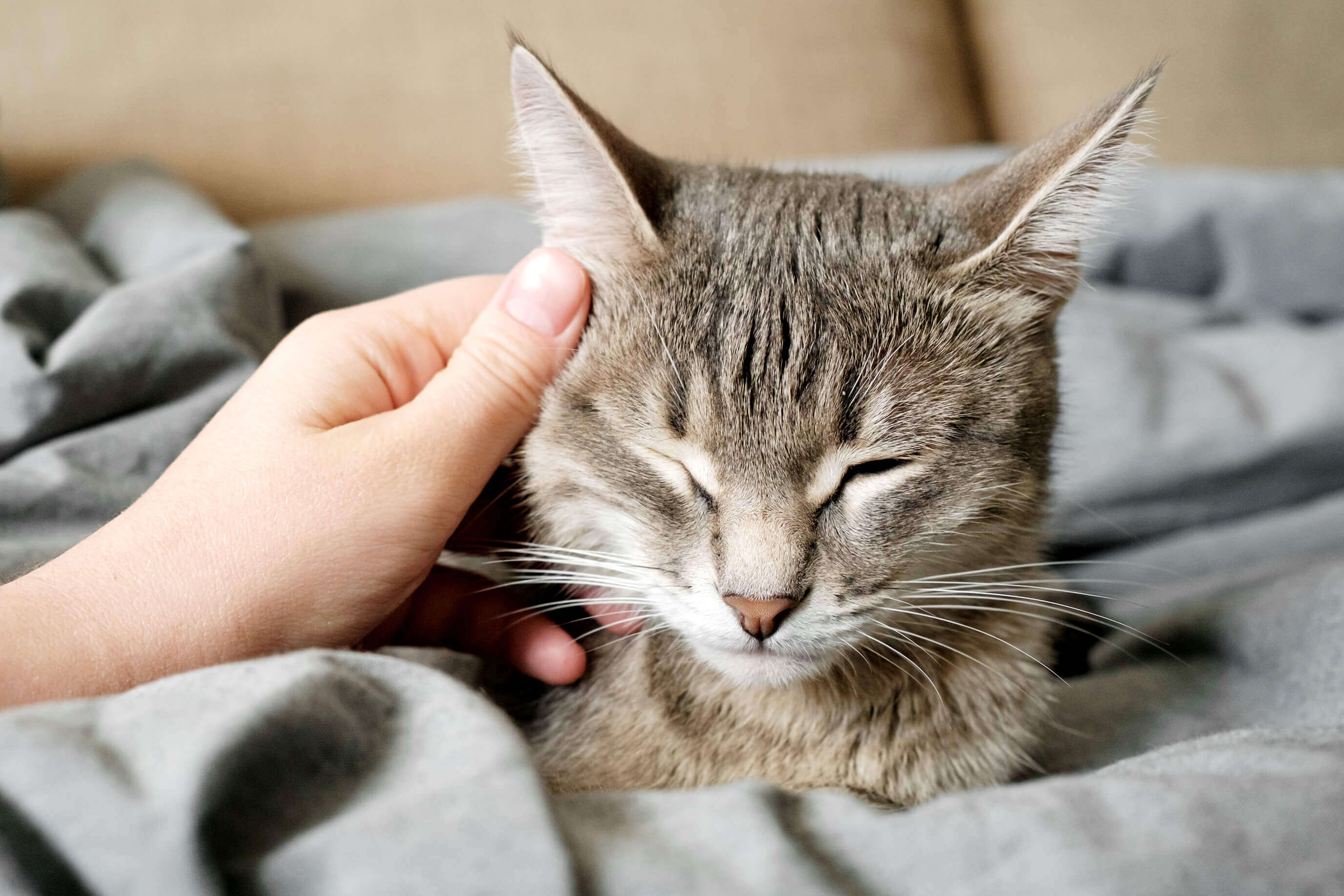 From Stress to Mess: Understanding Cat Anxiety and Litter Box Issues