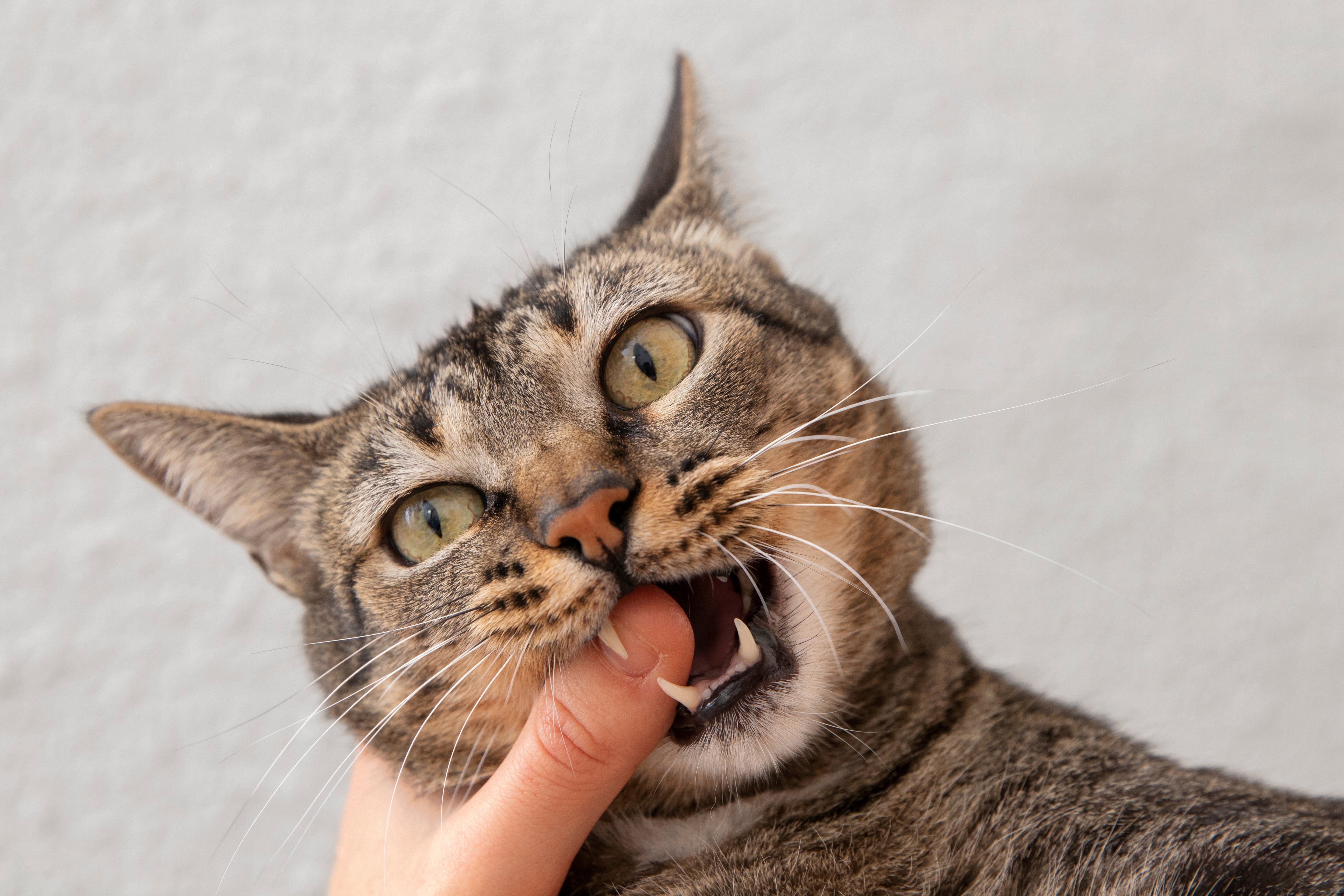 Spot the Warning Signs Early: Is Your Cat Suffering from Tooth Pain?