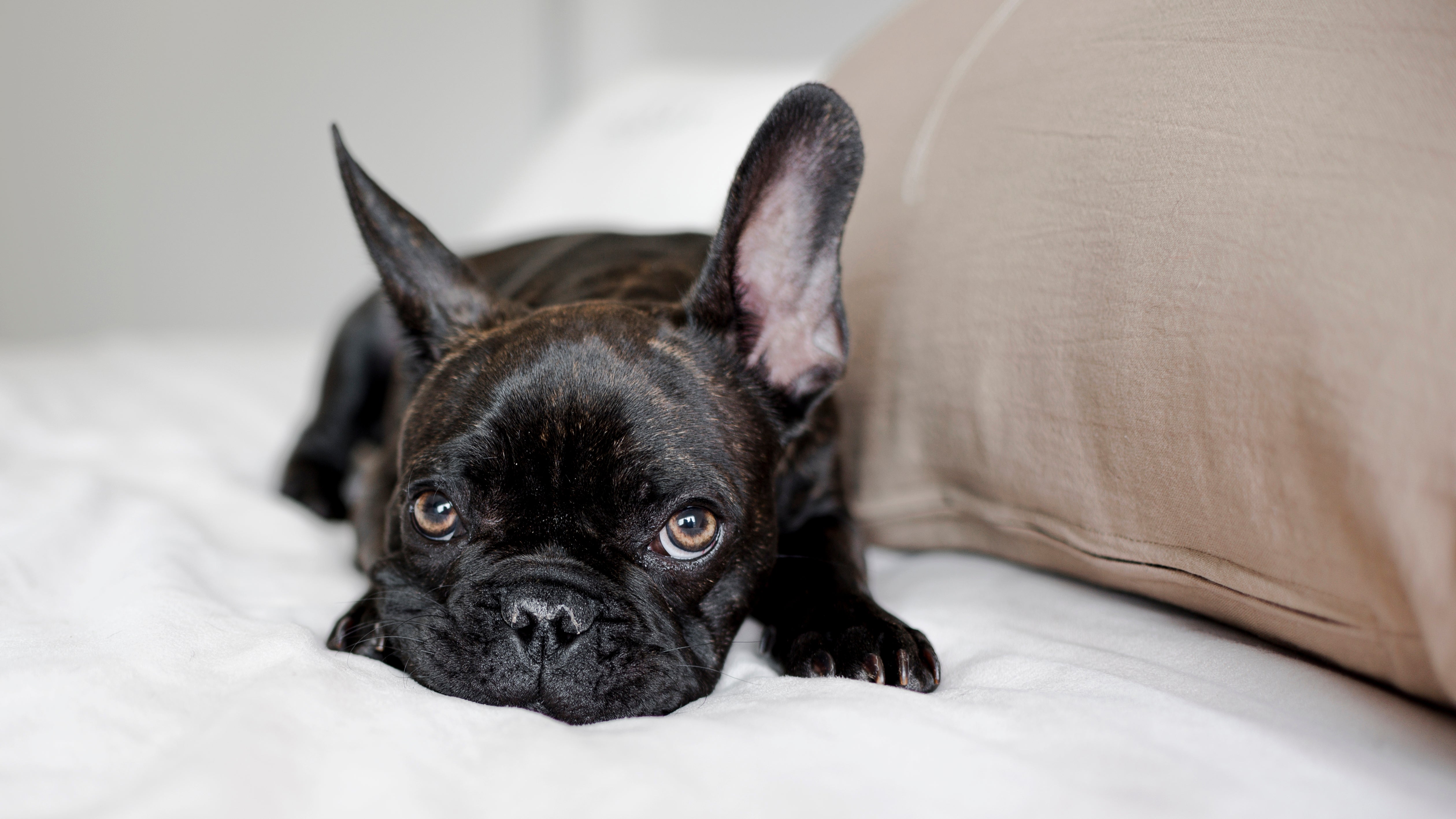 Identifying Dog Stress: Top Tips to Ease Your Pup’s Worries