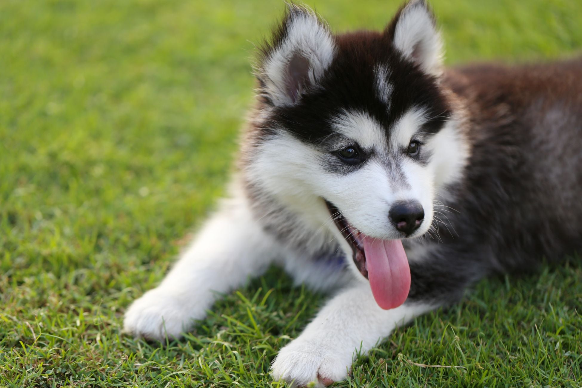 puppy potty training