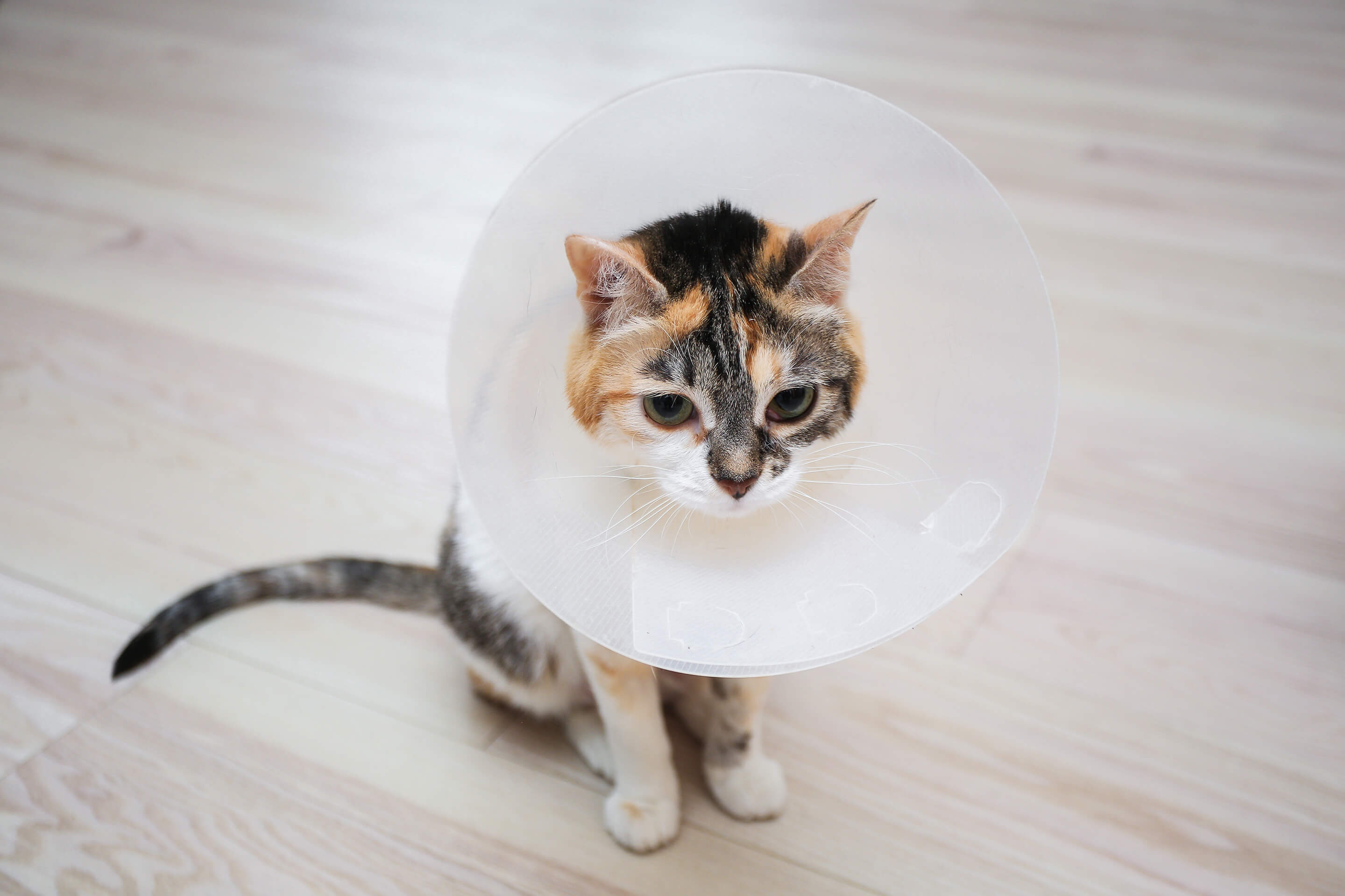 Why Regular Vet Checkups Are a Must for Your Feline Friend