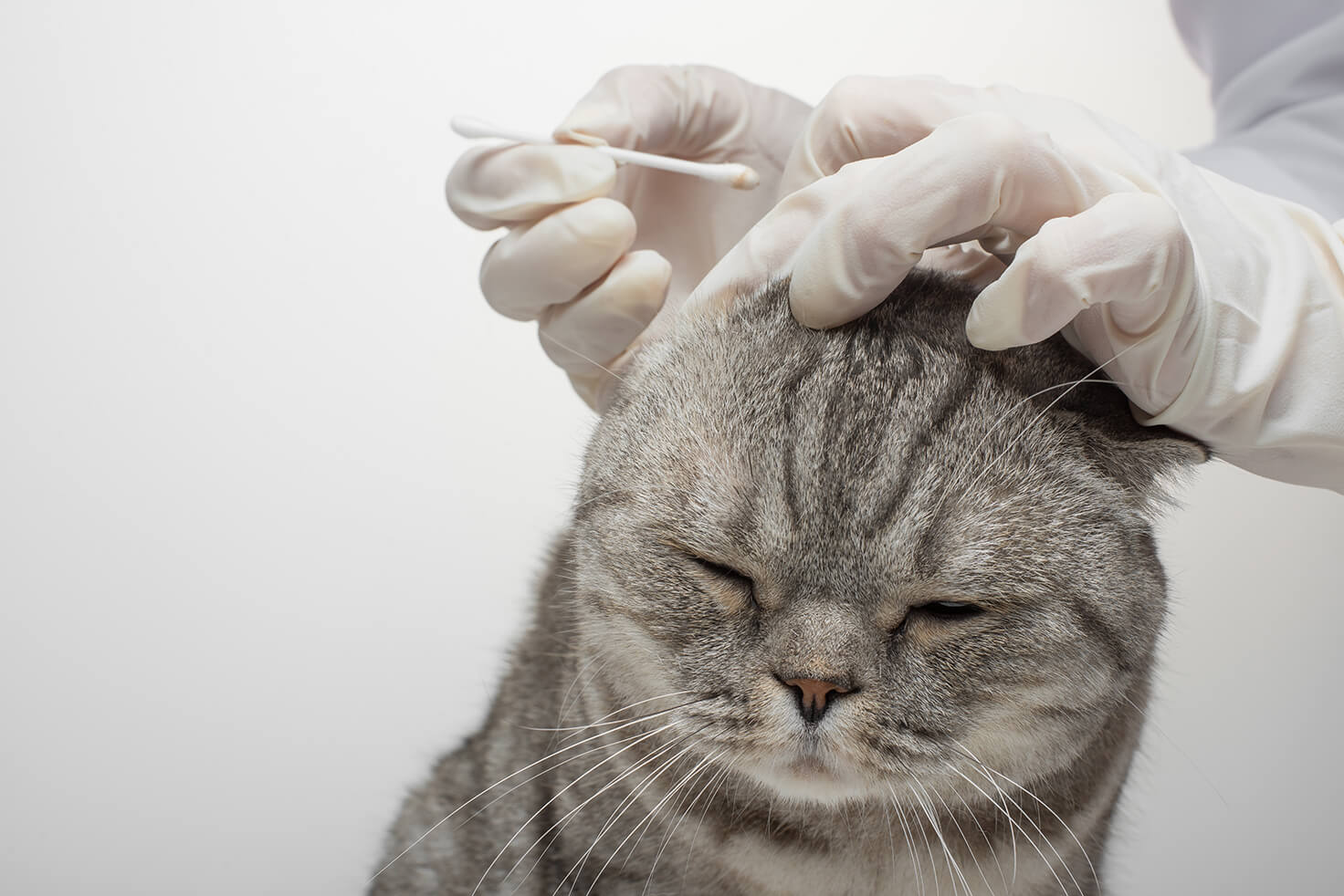 cat swollen ears