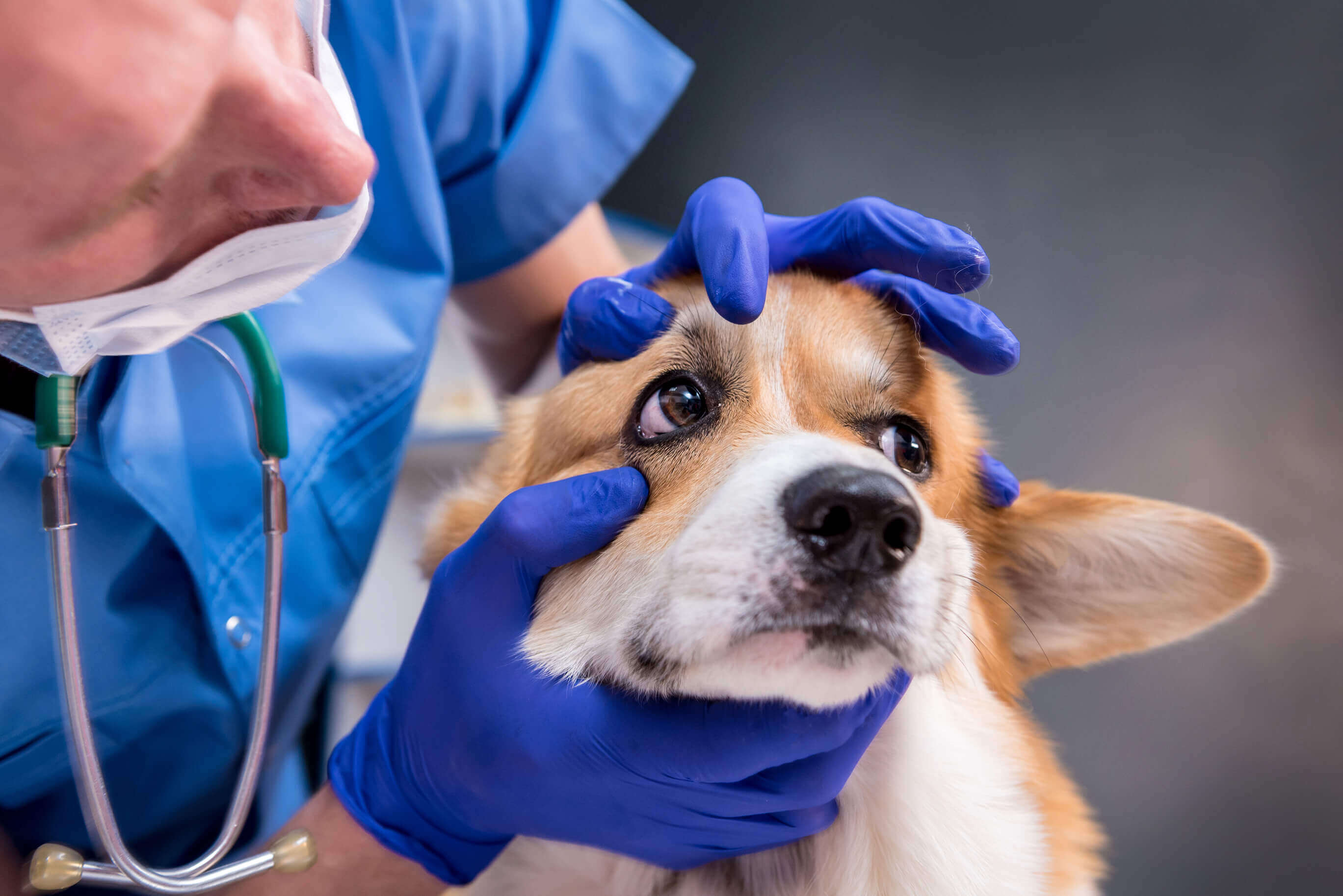 A Closer Look at Dog Cataracts: Key Symptoms & Management