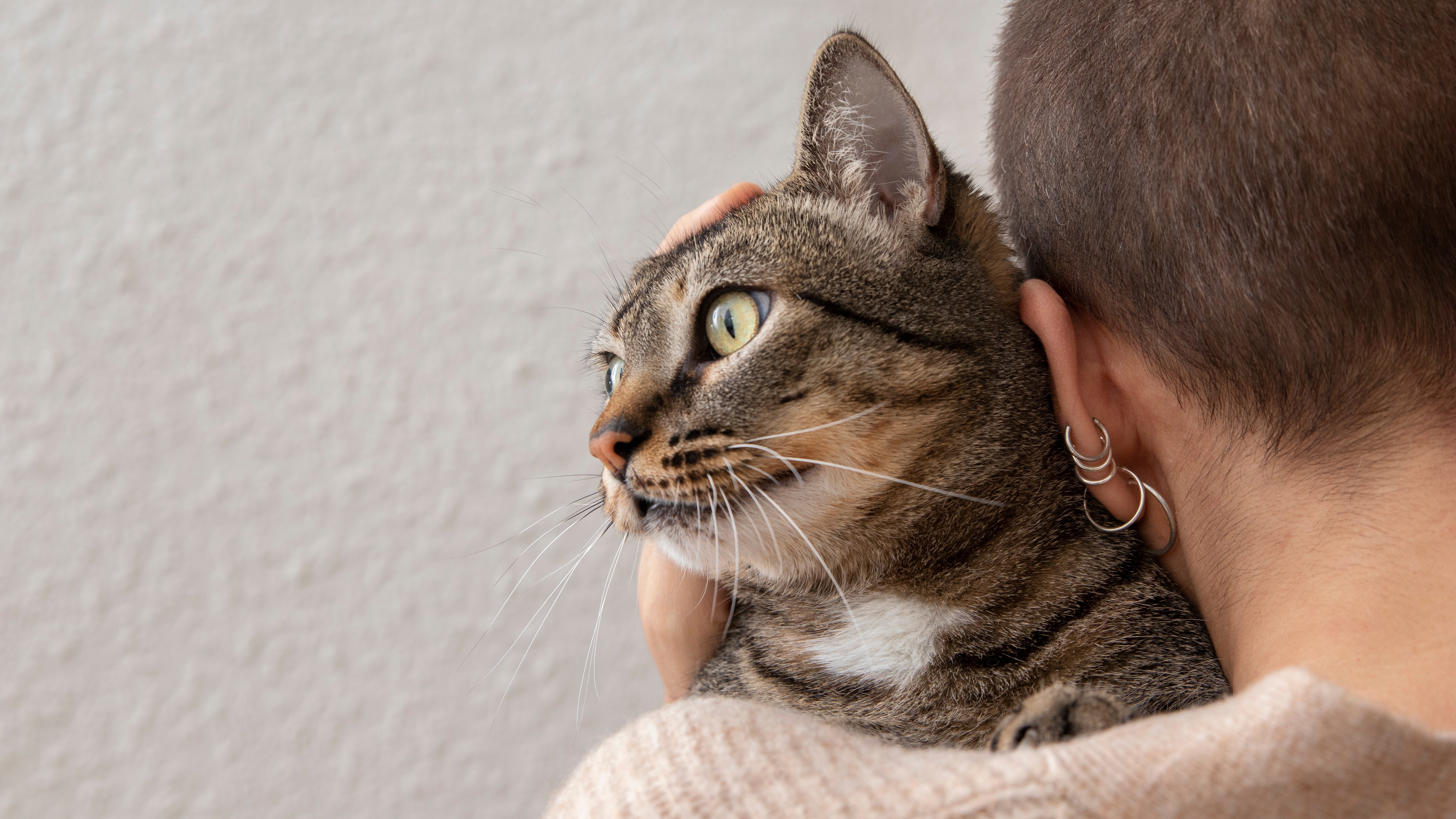 Ear Problems in Cats: Key Reasons for Discharge and Indicators to Watch