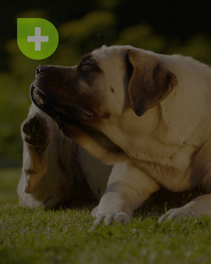 Allergy & Digestion Care For Dogs