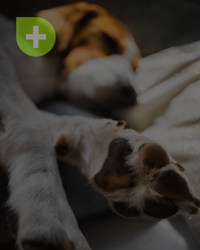 Calming Care For Dogs