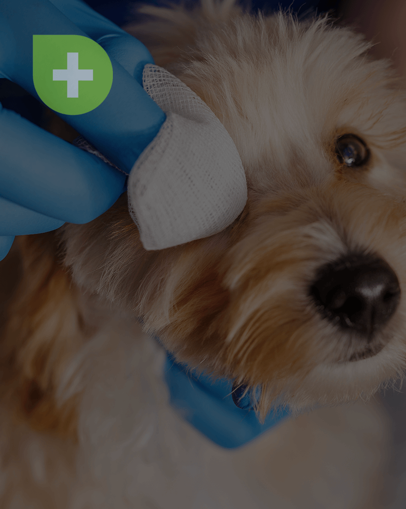 First Aid Care For Dogs