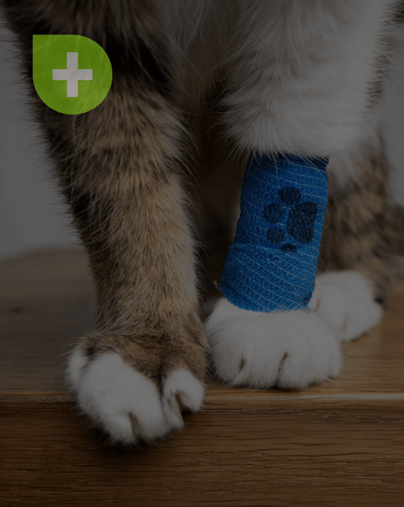 First Aid Care For Cats