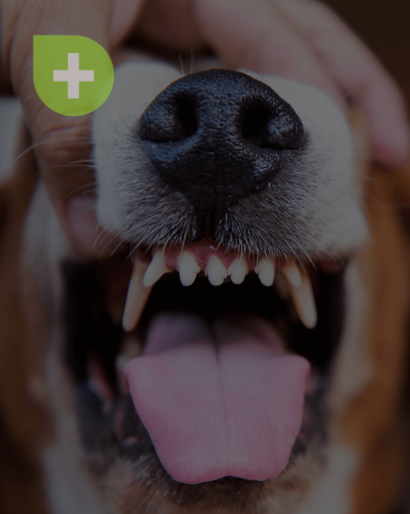 Dental Care For Dogs