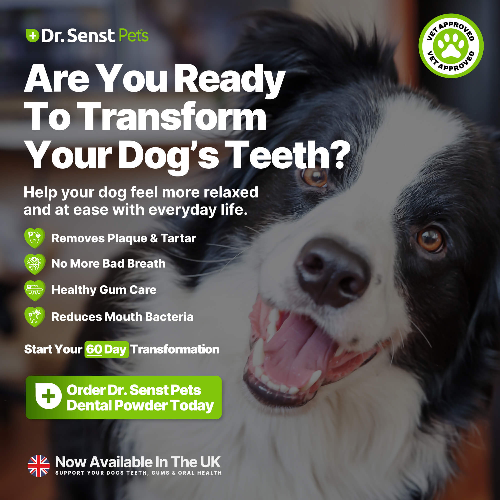 dog bad breath remedy