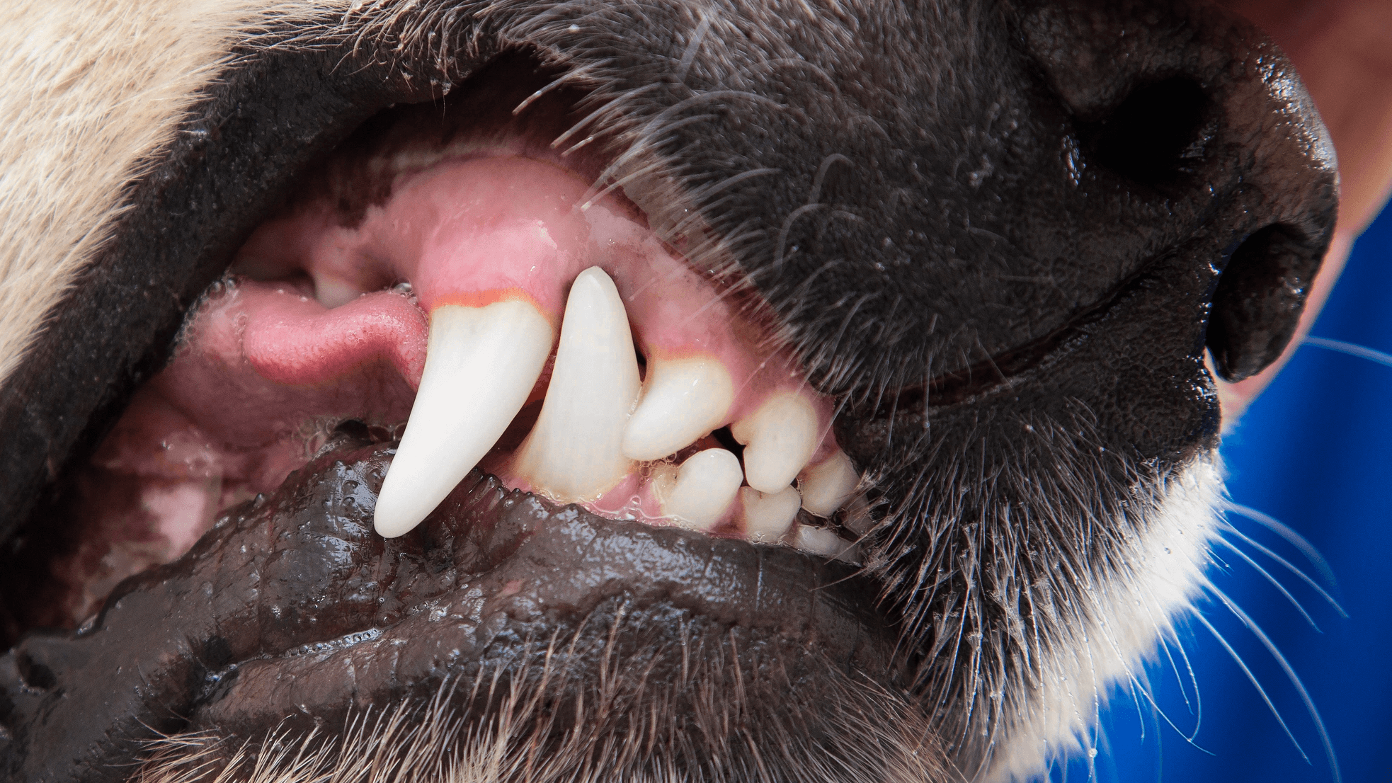 teeth for dogs