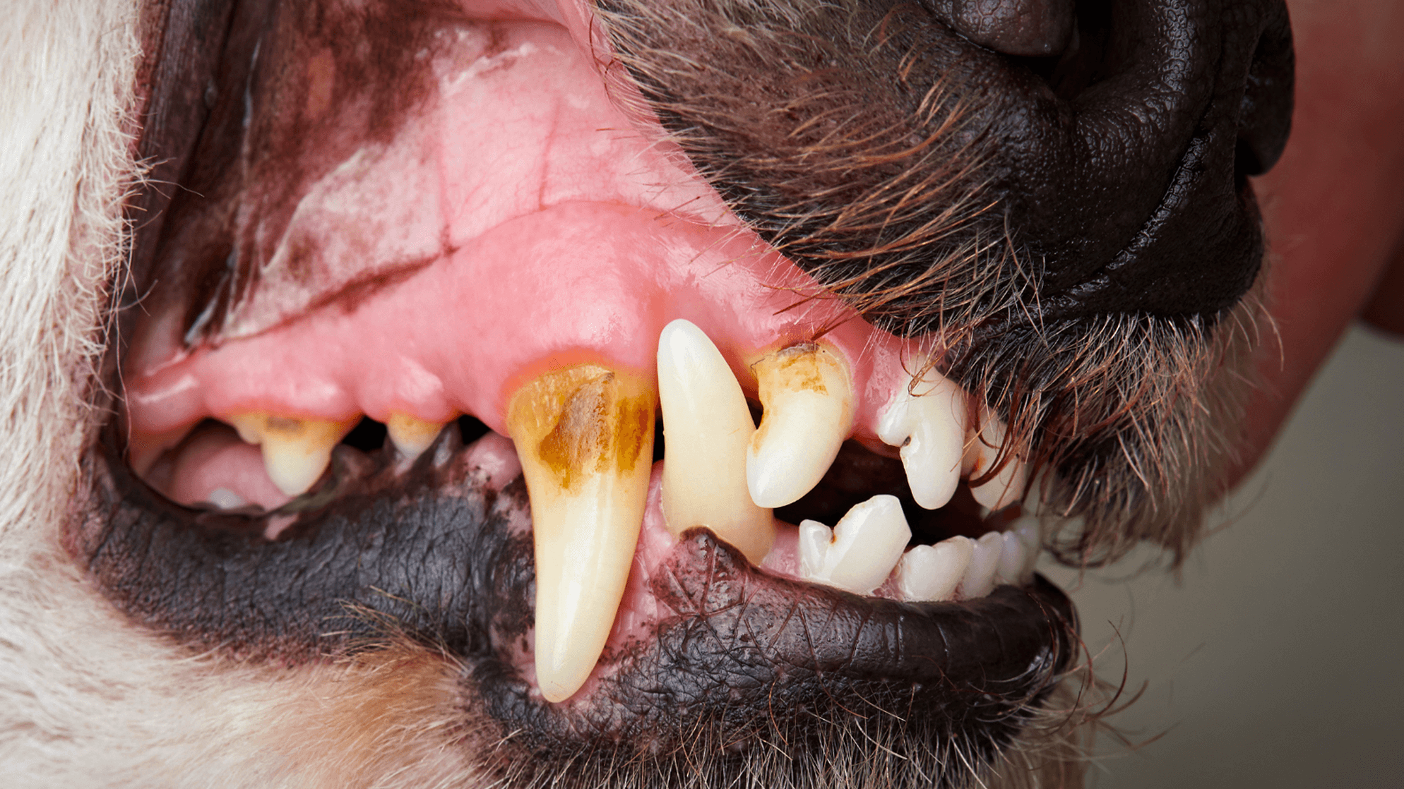 teeth for dogs uk