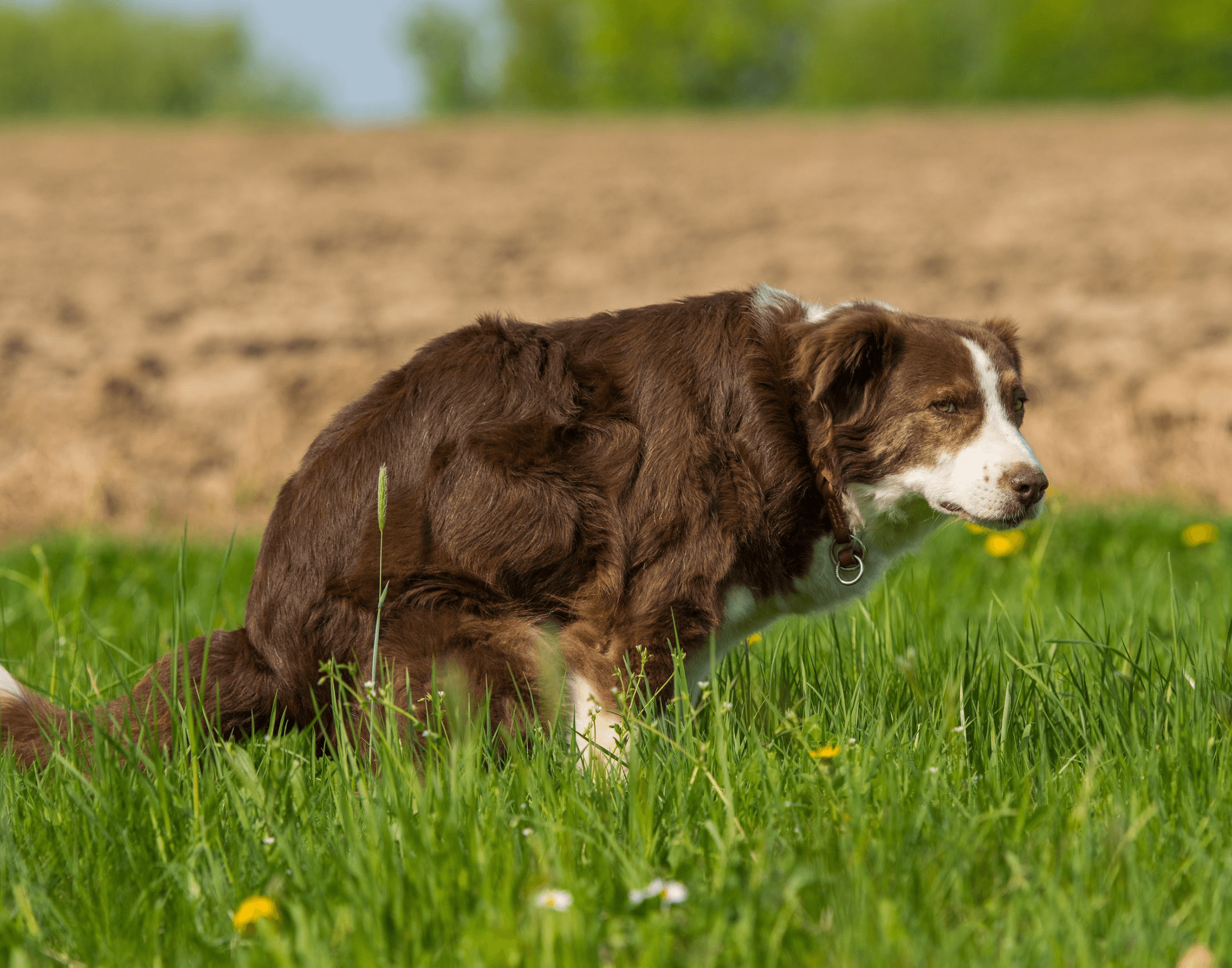 probiotic dogs treats