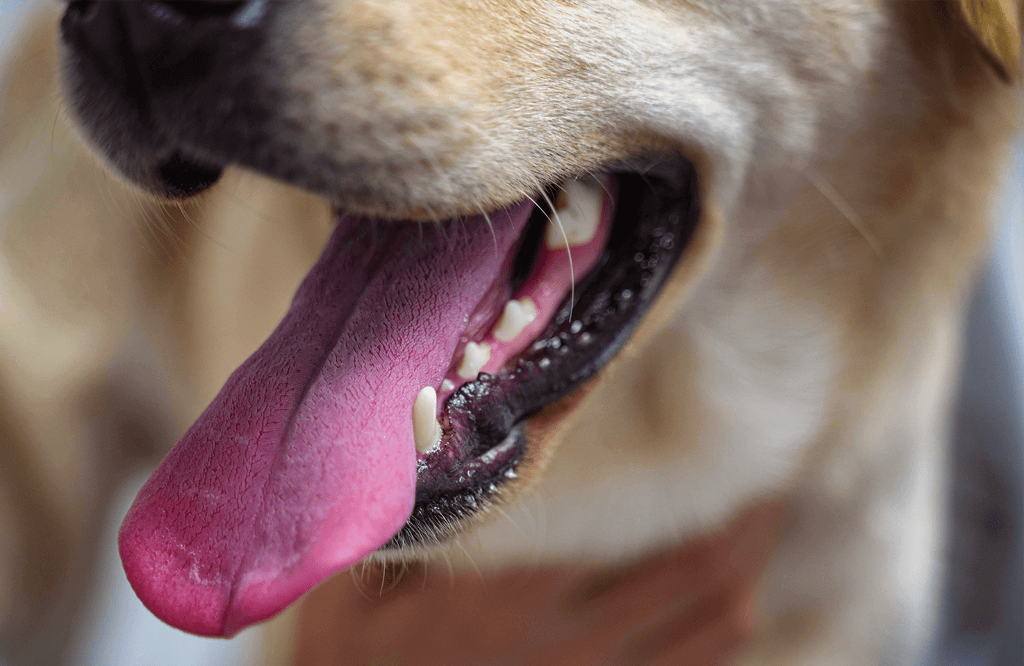 clean dogs teeth