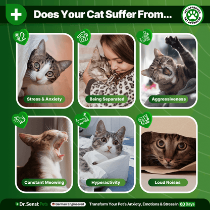 calming treats for cats