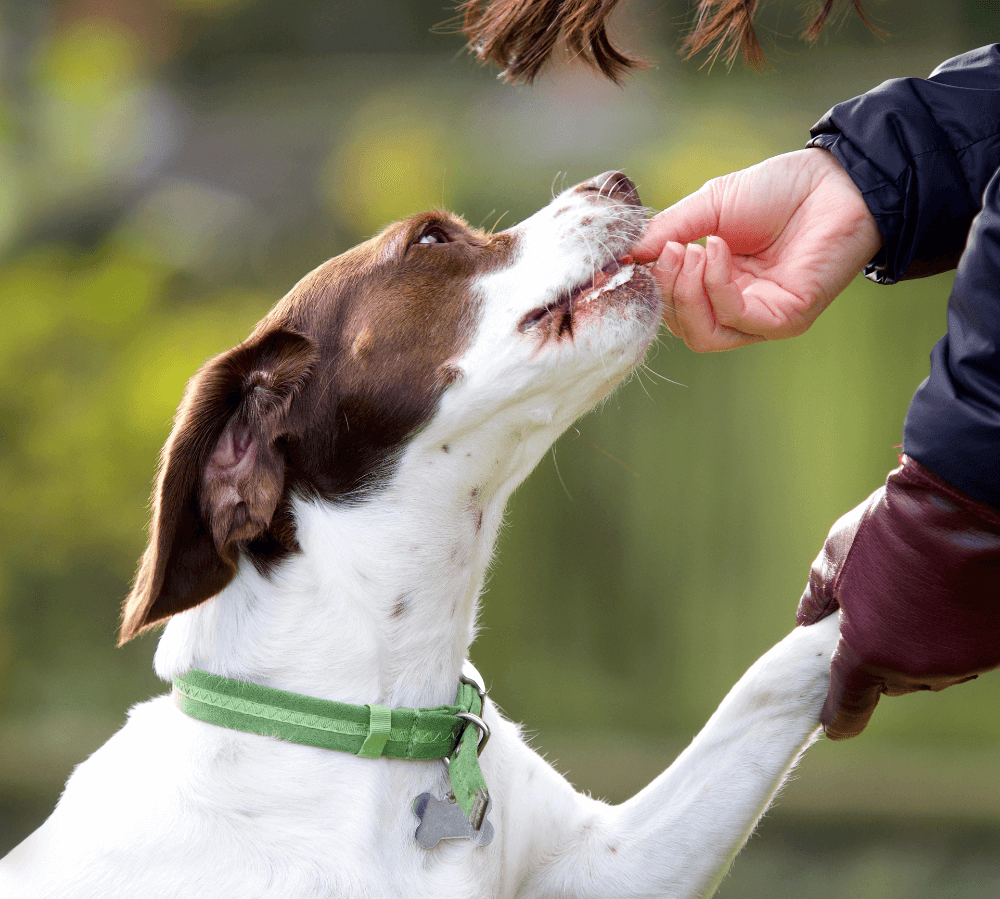 uk dog calming treats