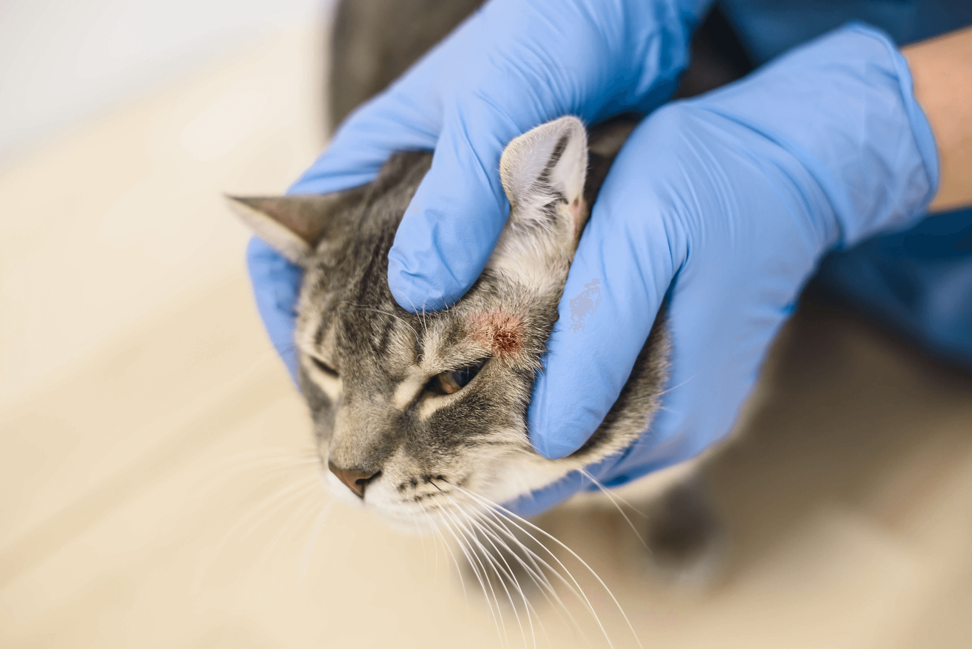 cat infected wound