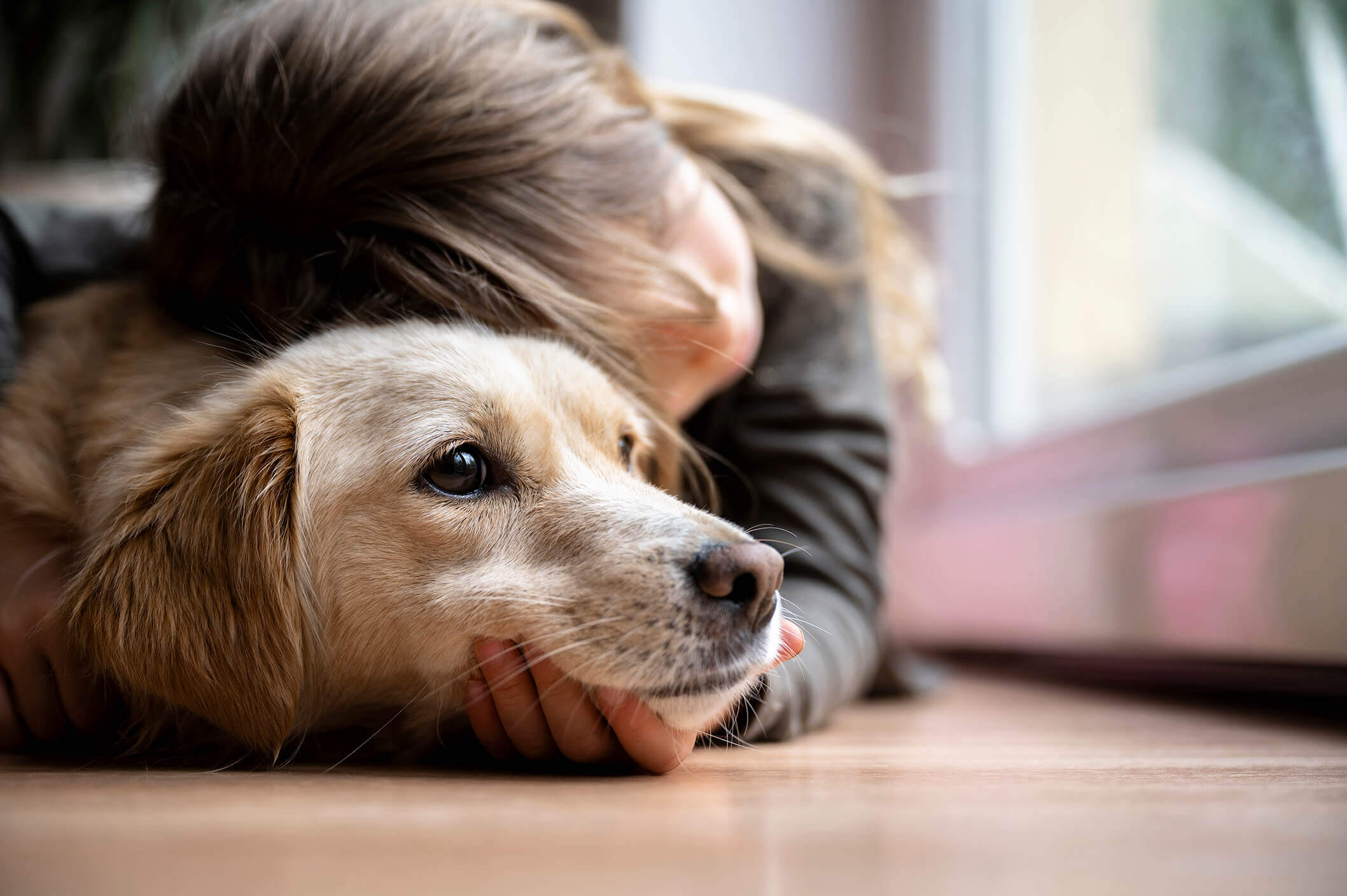 anxiety in dogs medication