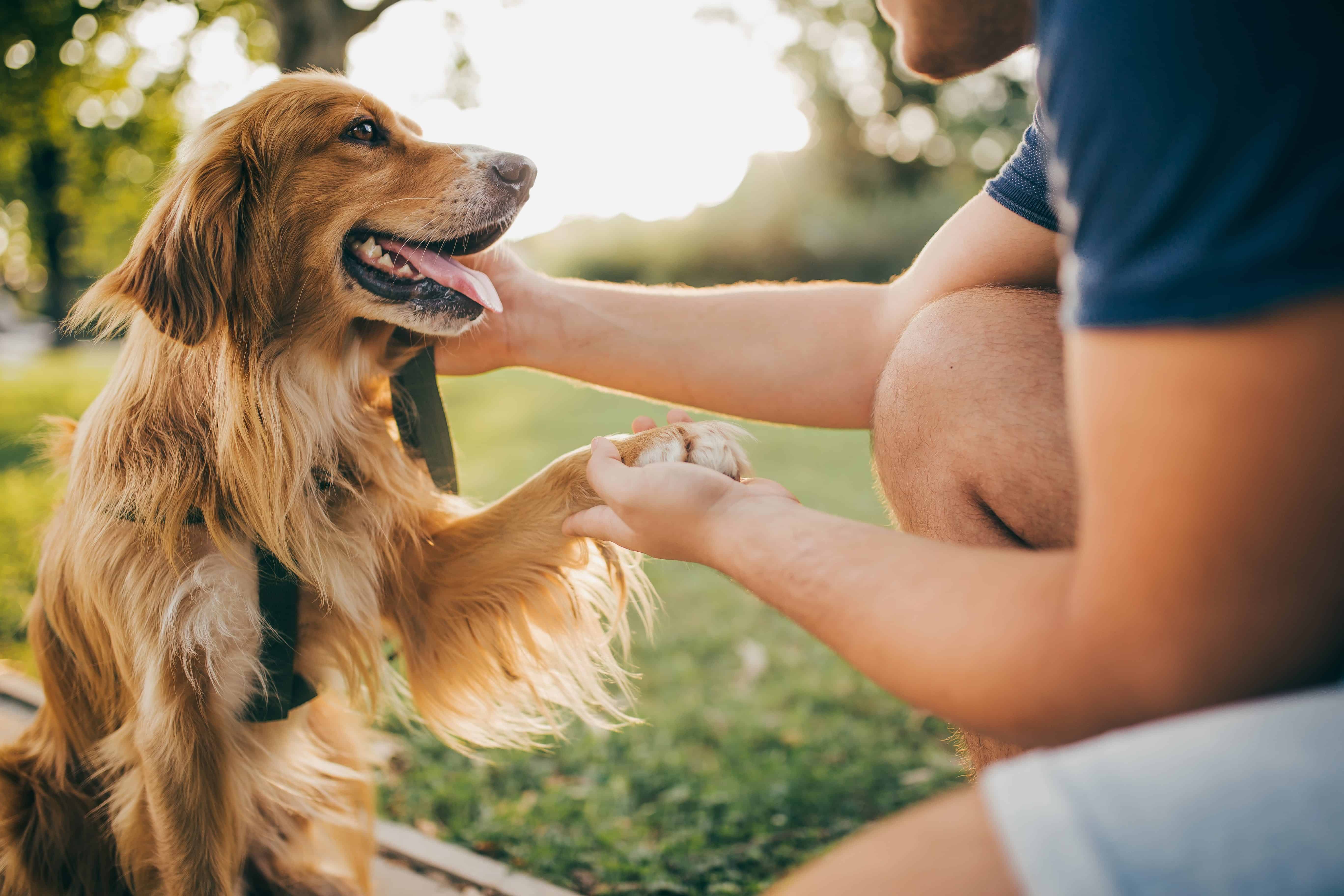 ear scratching in dogs