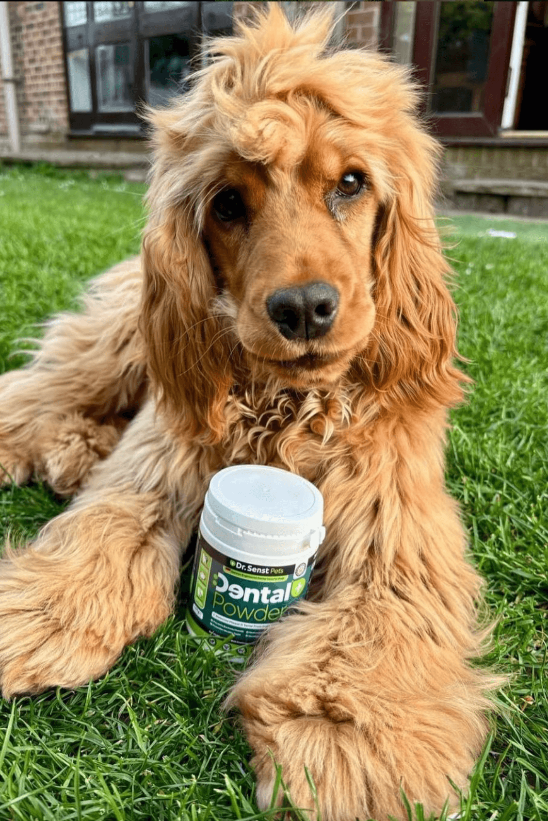 healthy dog chew uk